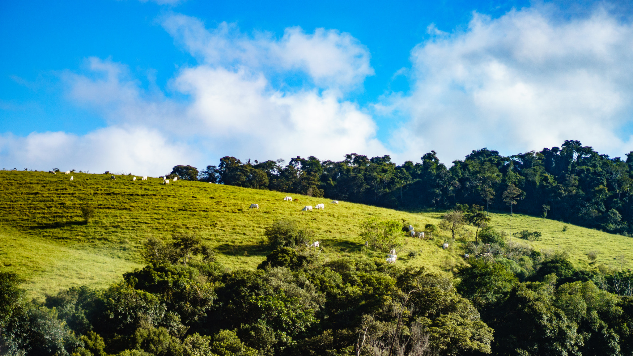 Sony a6300 + Sony Sonnar T* FE 55mm F1.8 ZA sample photo. Fazenda photography