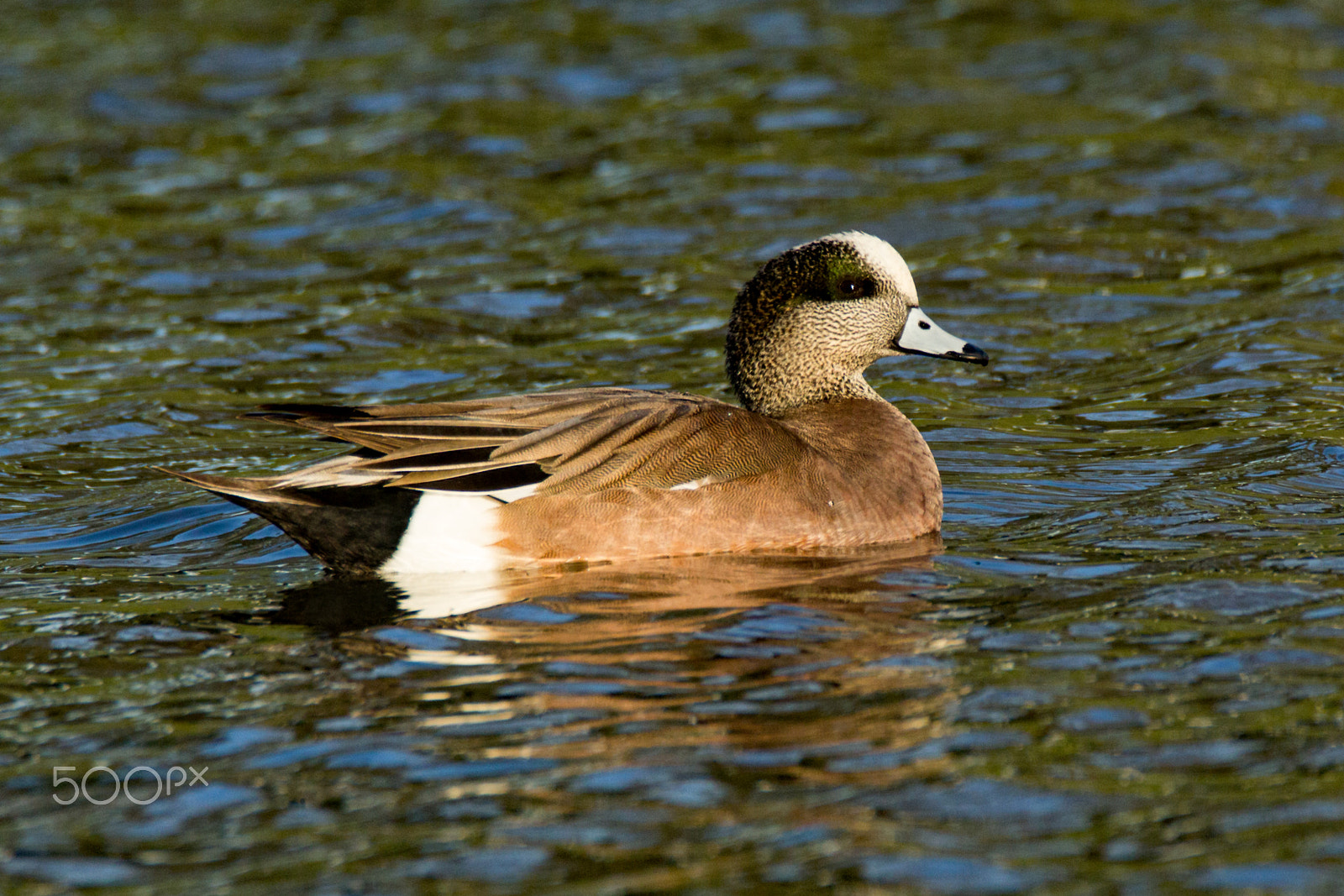 Tamron SP 150-600mm F5-6.3 Di VC USD sample photo. American wigeon drake photography