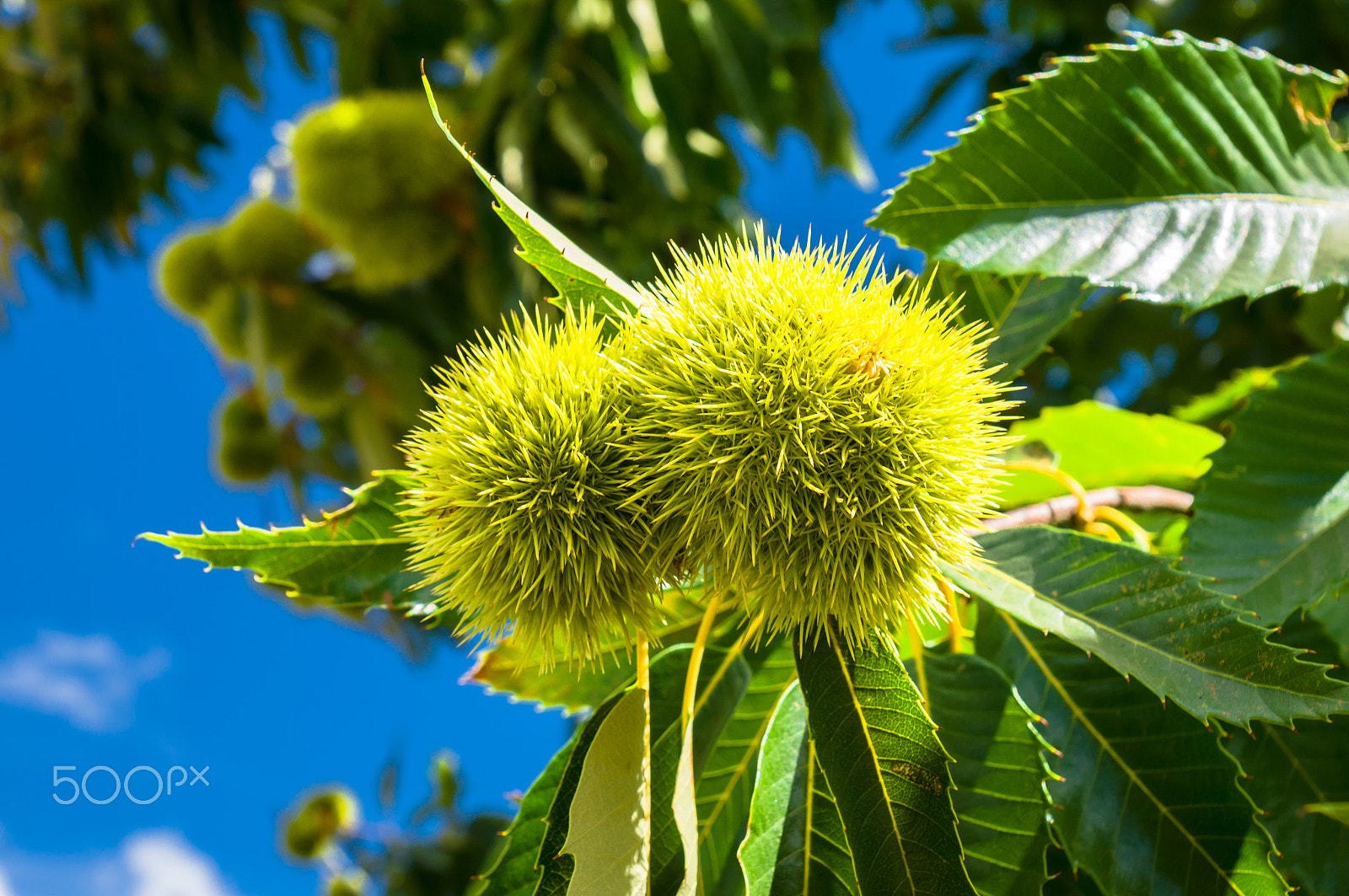 Sony DT 16-105mm F3.5-5.6 sample photo. Chestnut photography