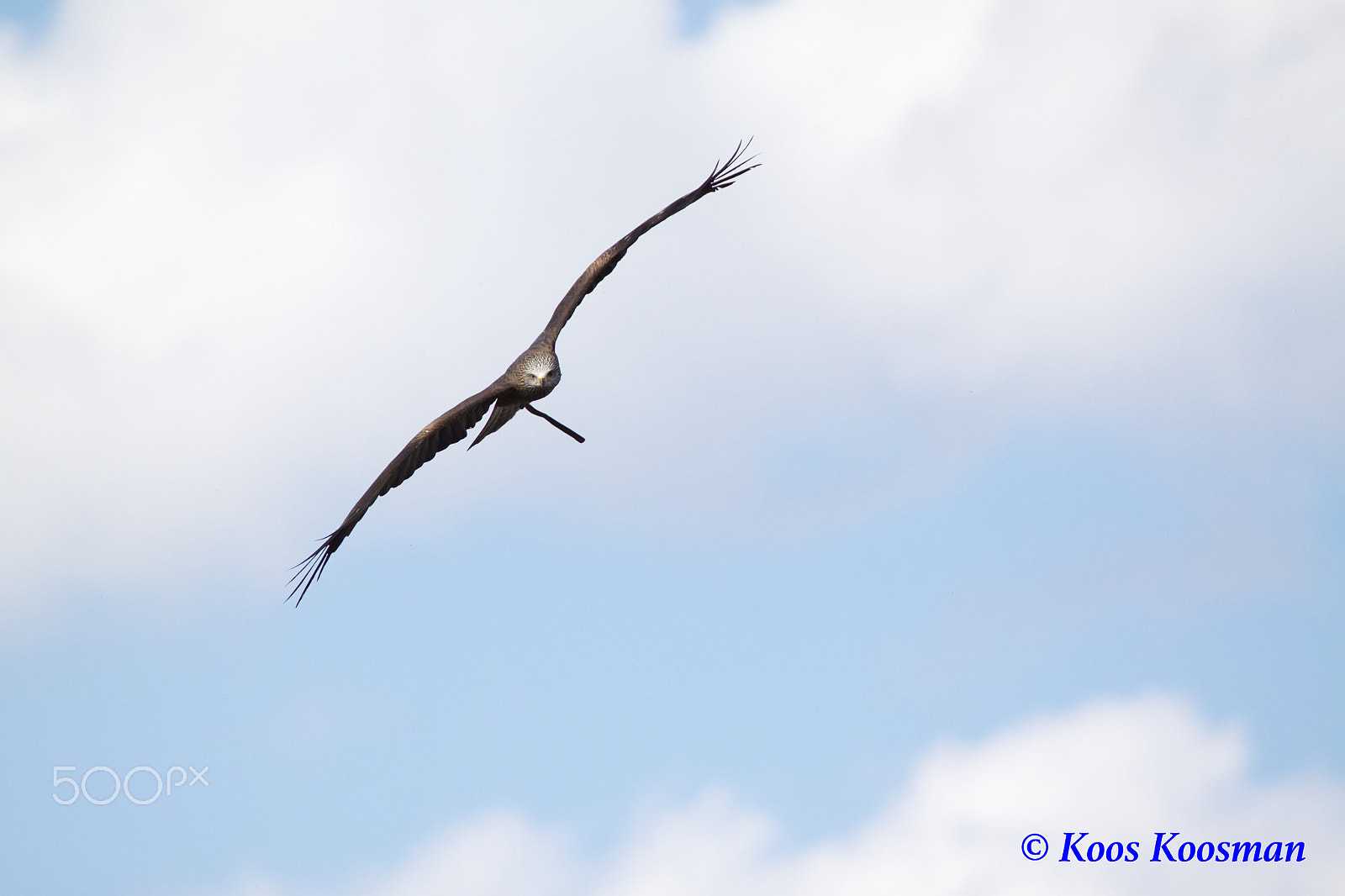 Canon EF 100-400mm F4.5-5.6L IS USM sample photo. Eagle raptor photography