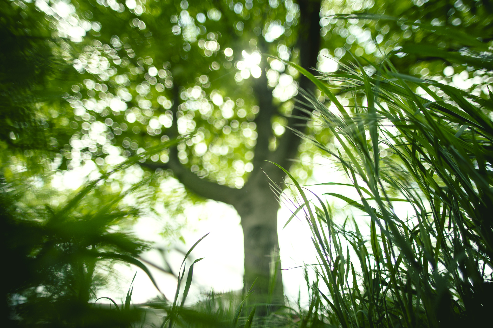 Sigma 24mm f/1.8 DG Macro EX sample photo. Green photography