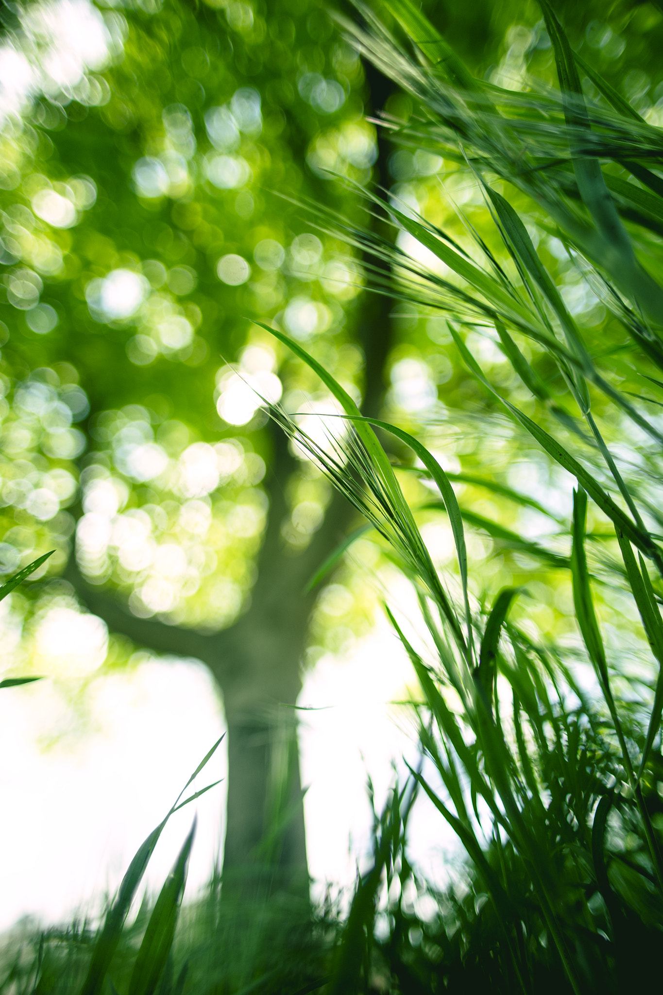 Sigma 24mm f/1.8 DG Macro EX sample photo. Green photography