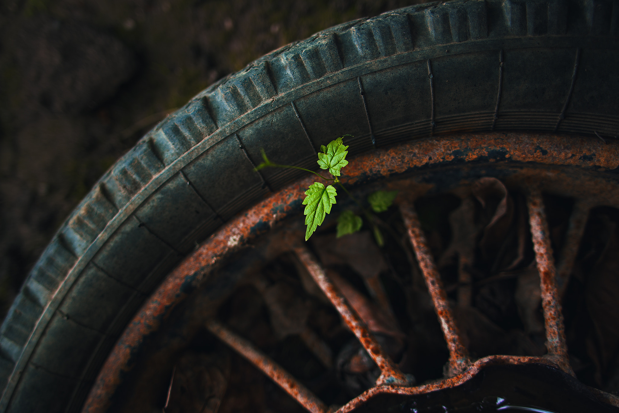 Sigma 24mm f/1.8 DG Macro EX sample photo. Green photography