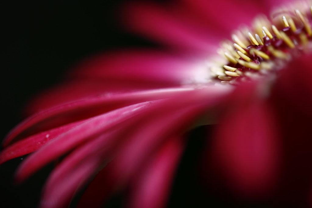 Resplandor rosa! by NINES Salvador on 500px.com