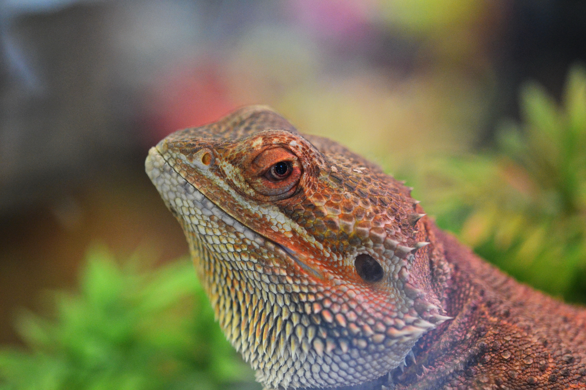 Nikon AF-S Micro-Nikkor 60mm F2.8G ED sample photo. Posing pilsner photography