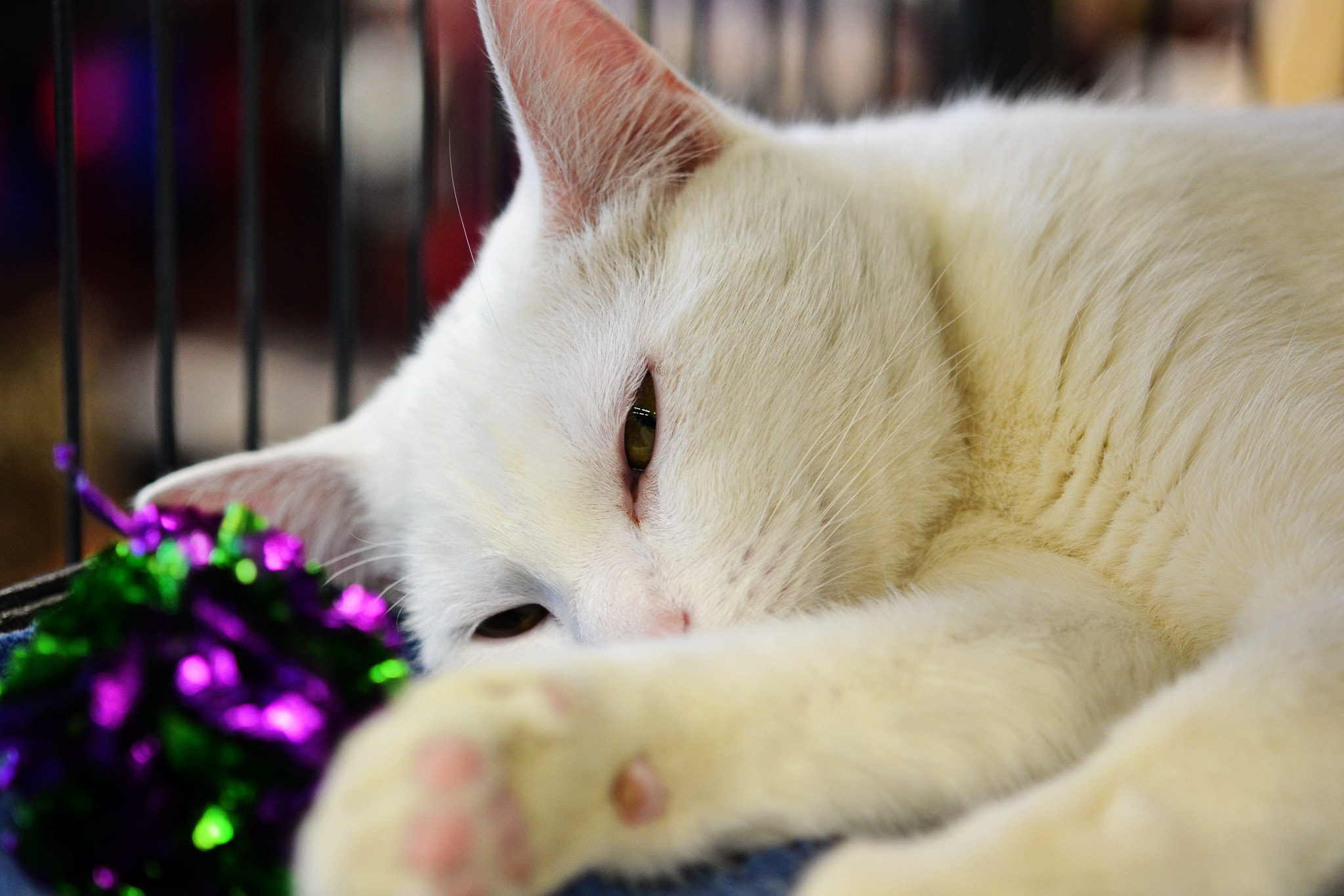 Nikon AF-S Micro-Nikkor 60mm F2.8G ED sample photo. Napping nino photography