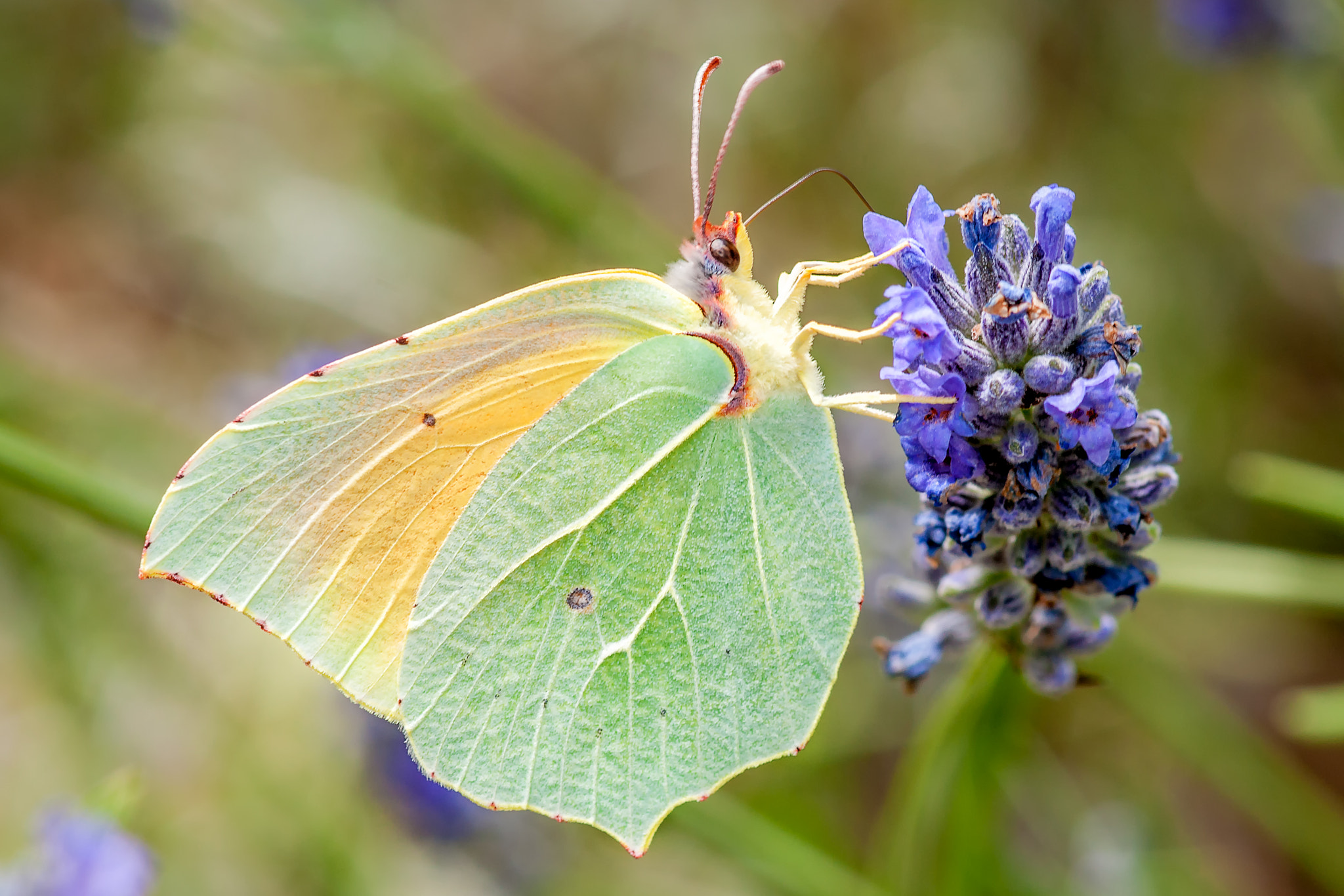 Sony Alpha DSLR-A700 + Minolta AF 100mm F2.8 Macro [New] sample photo. Brimstone photography