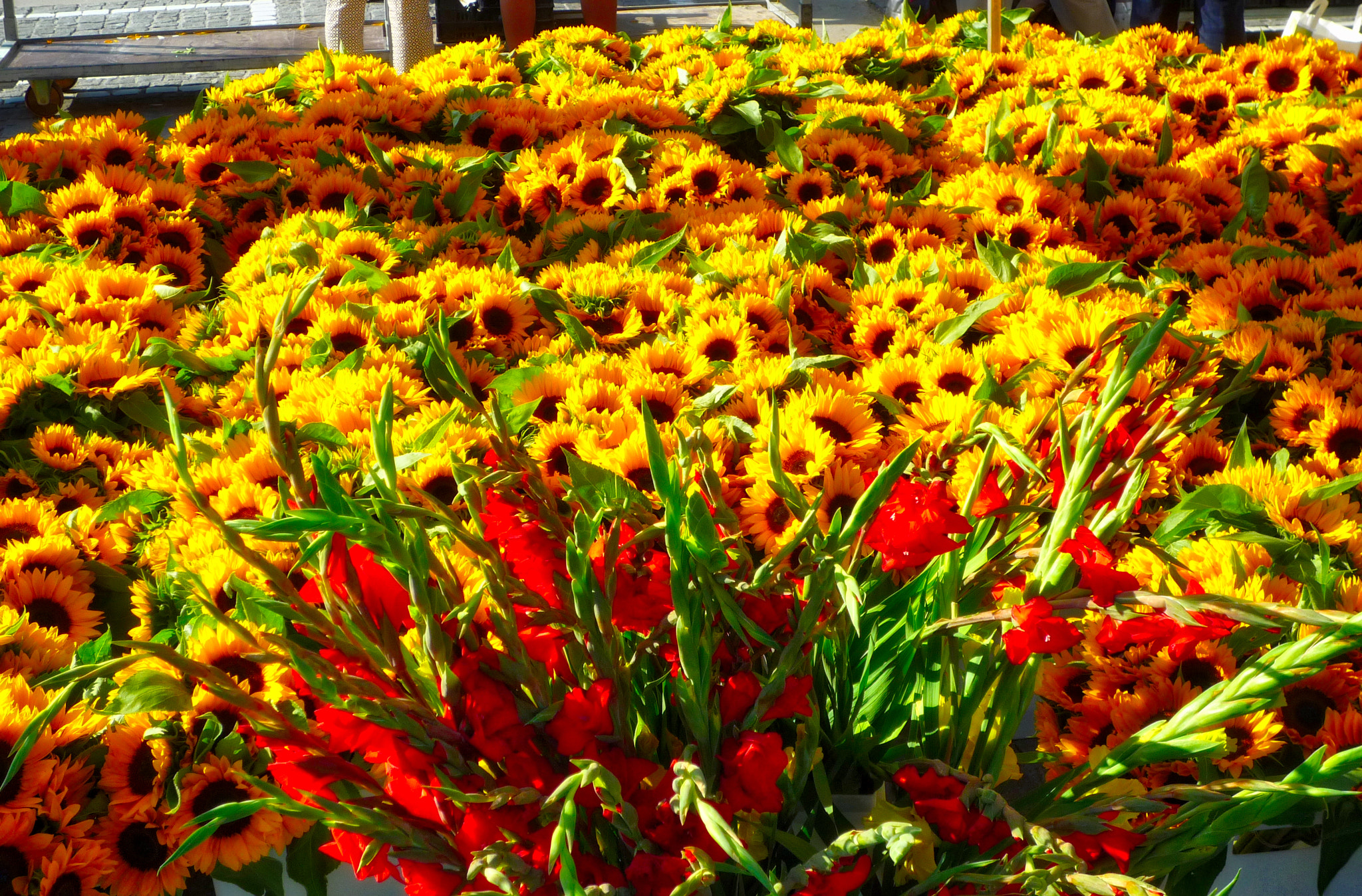Panasonic DMC-FX35 sample photo. Flowers 0502 photography