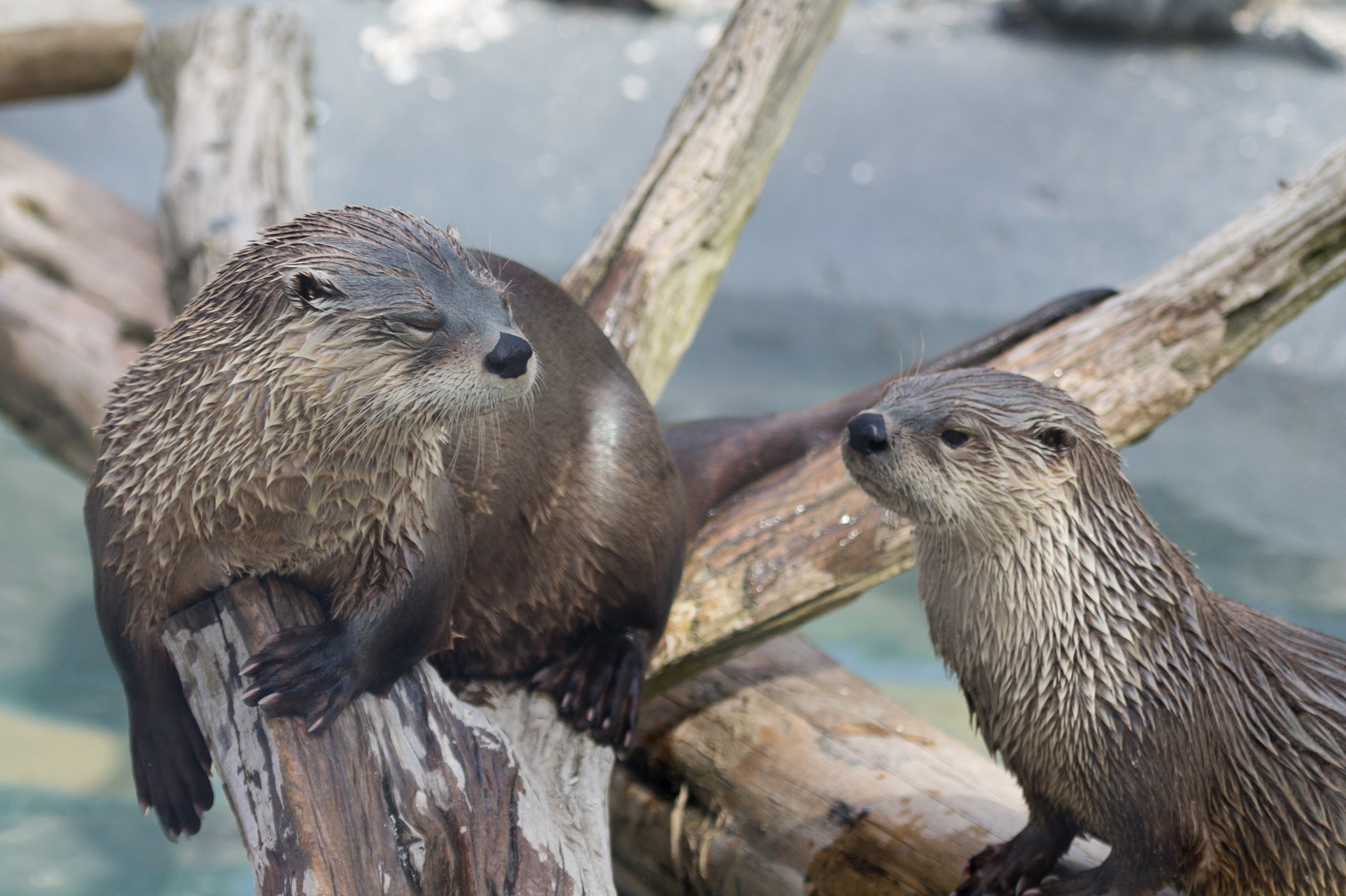 Canon EF 100-400mm F4.5-5.6L IS USM sample photo. Two otters photography