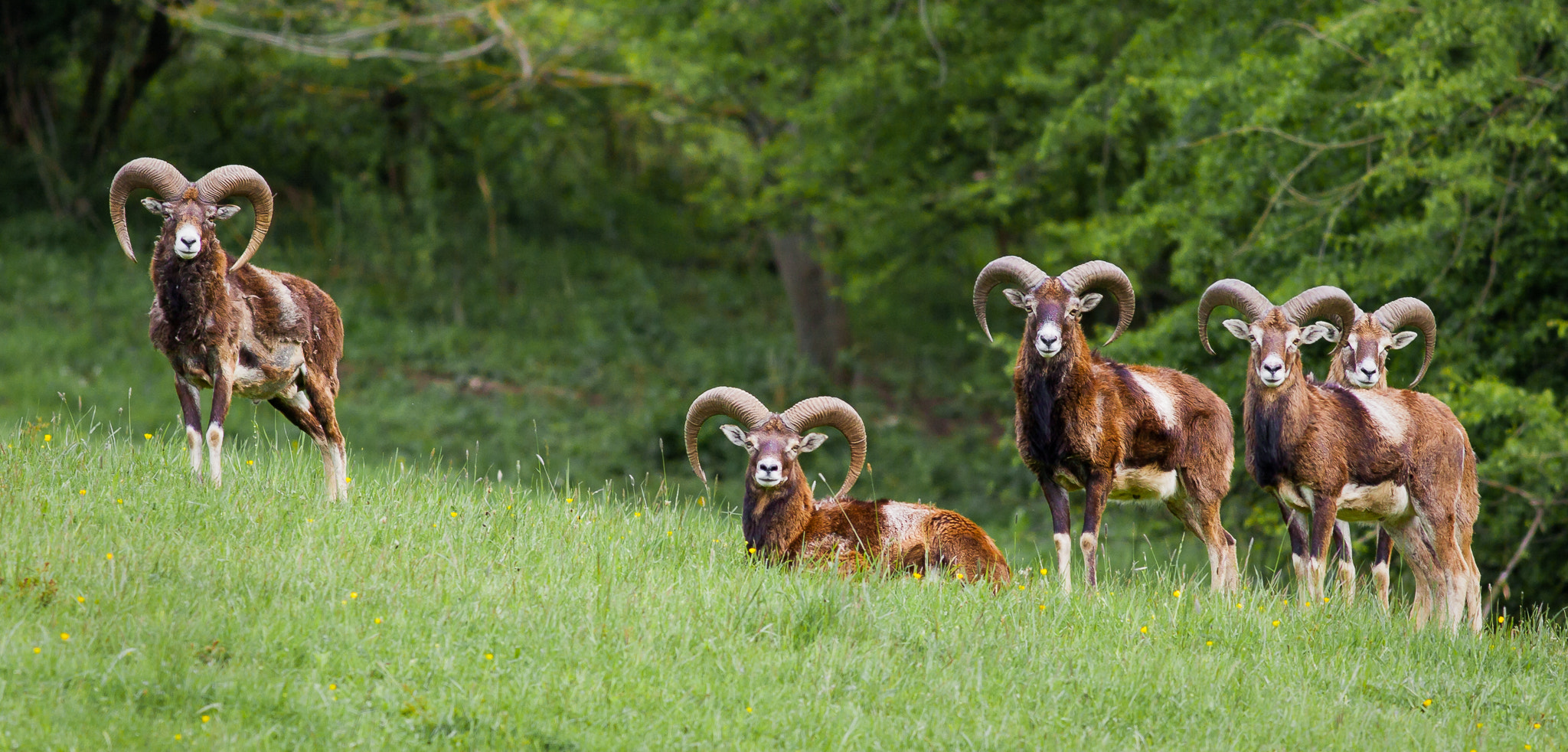 Canon EOS 5D Mark II + Canon EF 400mm F5.6L USM sample photo. Ovis musimon photography