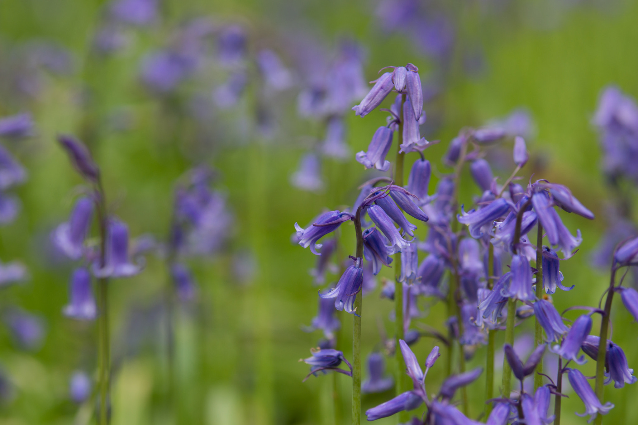 Sony SLT-A65 (SLT-A65V) + Tamron SP AF 70-200mm F2.8 Di LD (IF) MACRO sample photo. Bluebells photography