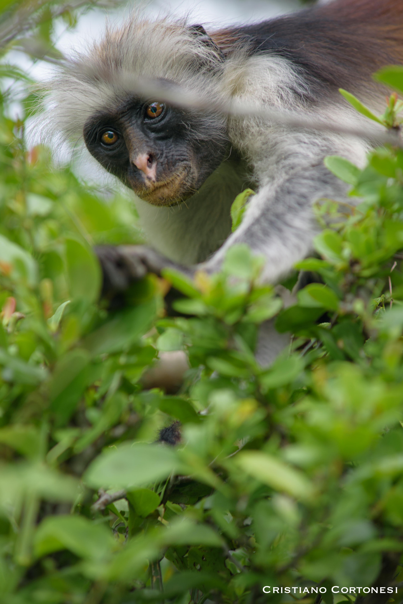 Nikon D750 + AF Zoom-Nikkor 70-210mm f/4 sample photo. Monkey in zanzibar photography