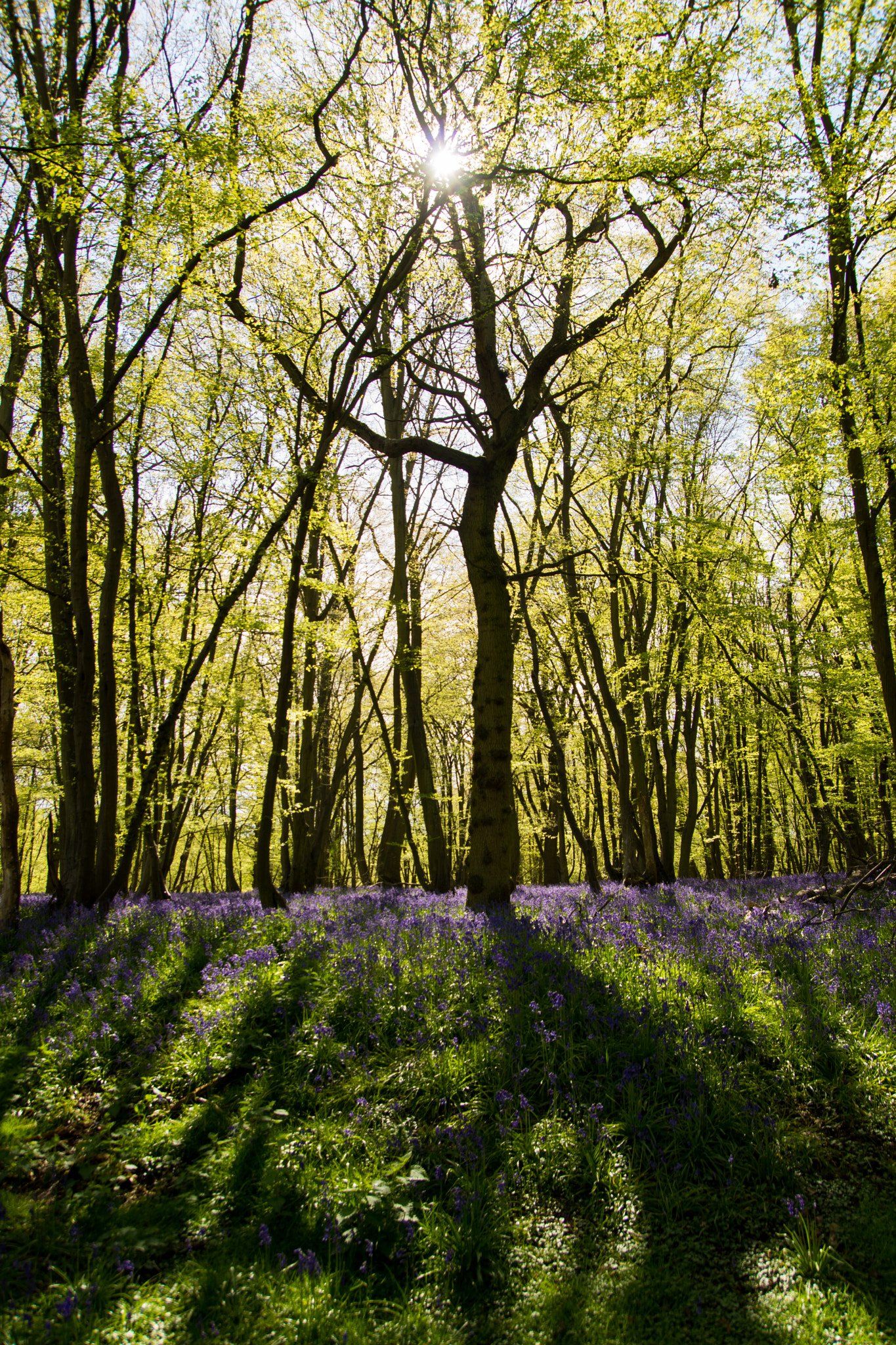 Sony SLT-A65 (SLT-A65V) sample photo. Bluebell woods photography