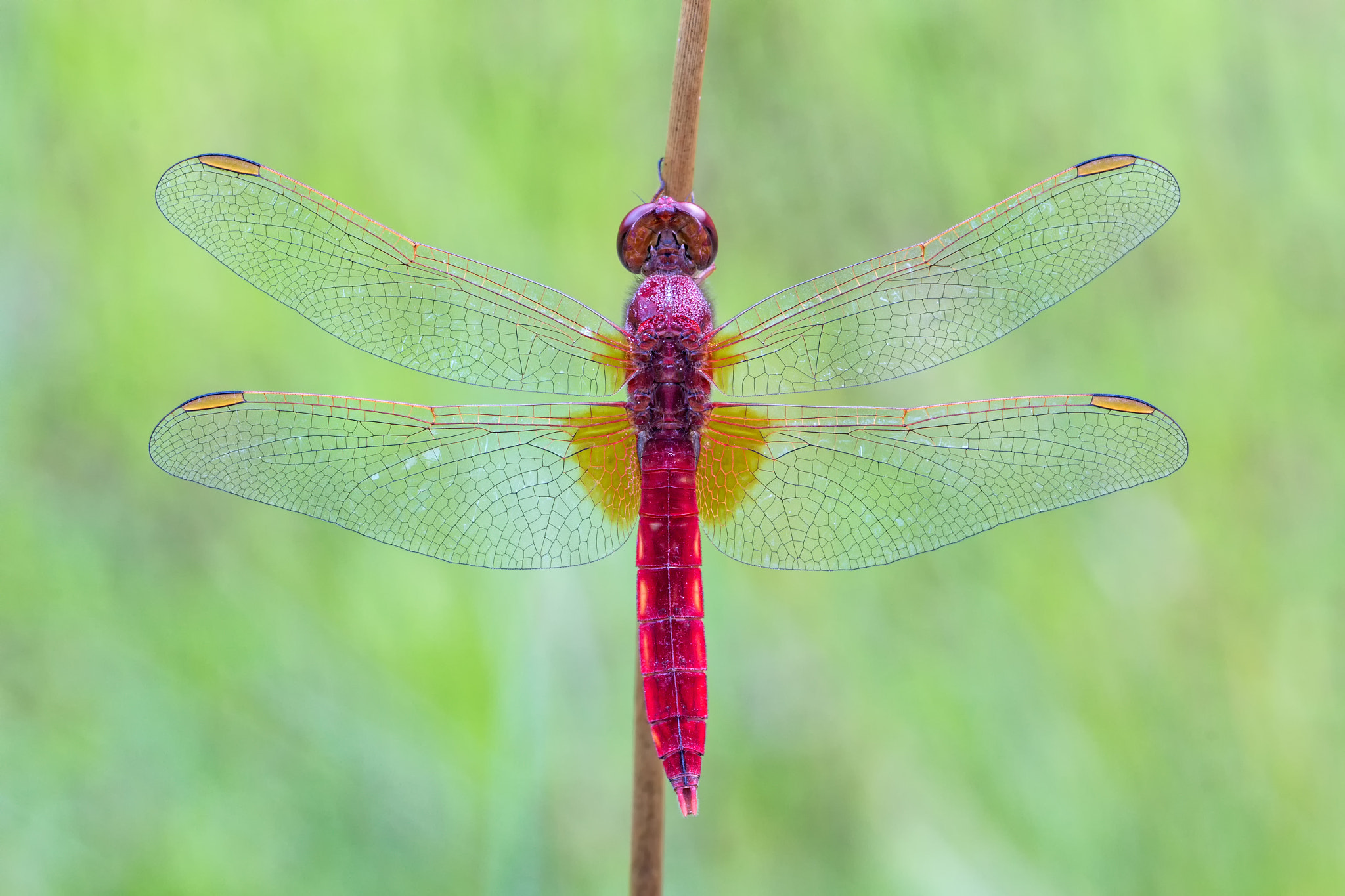Sigma 150mm f/2.8 EX DG OS HSM APO Macro sample photo. Farbkontrast photography