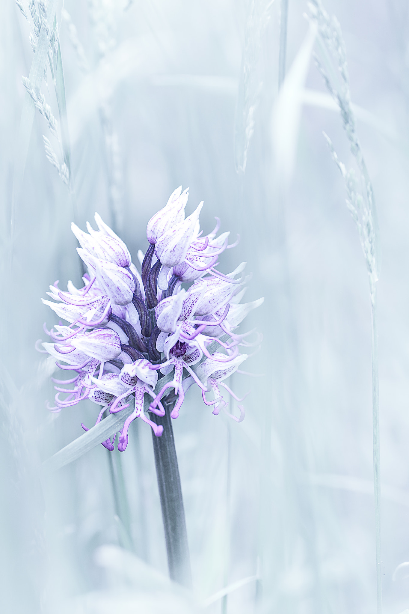 Nikon D300S sample photo. Orchis simia photography