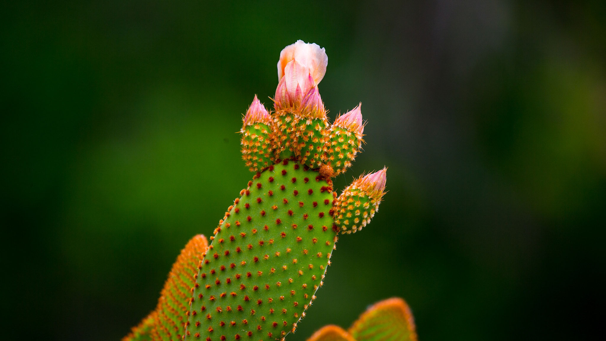 Canon EF 100-400mm F4.5-5.6L IS II USM sample photo. Cactus flower photography