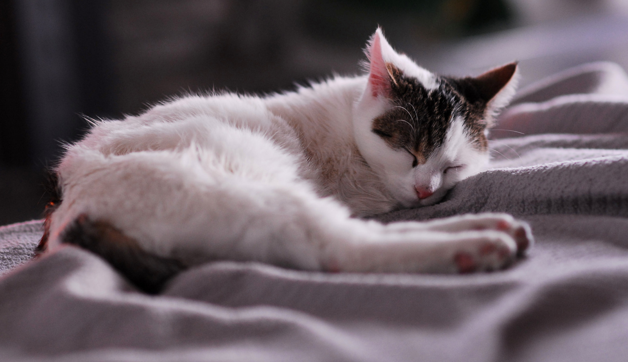 Samyang 85mm F1.4 Aspherical IF sample photo. Sleeping cat... photography