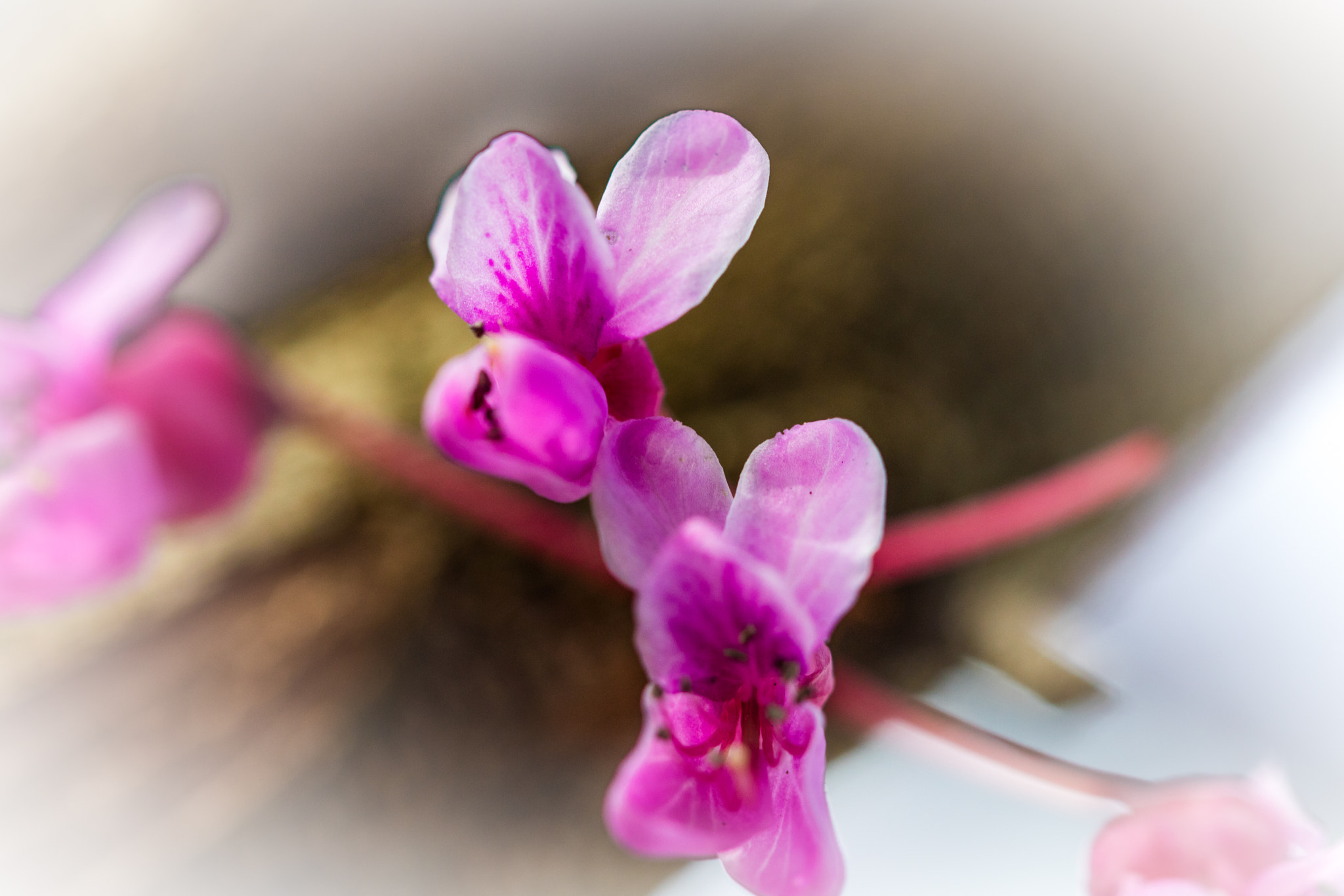 Canon EOS 5DS sample photo. Spring photography