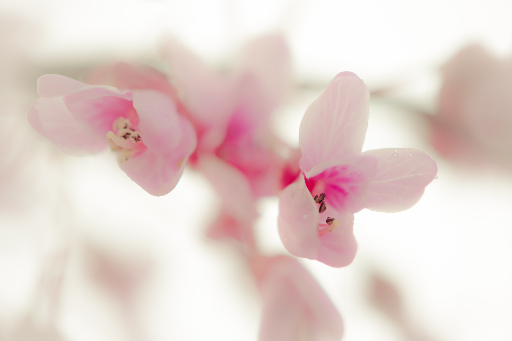 Canon EOS 5DS + Canon EF 100mm F2.8 Macro USM sample photo. Spring photography