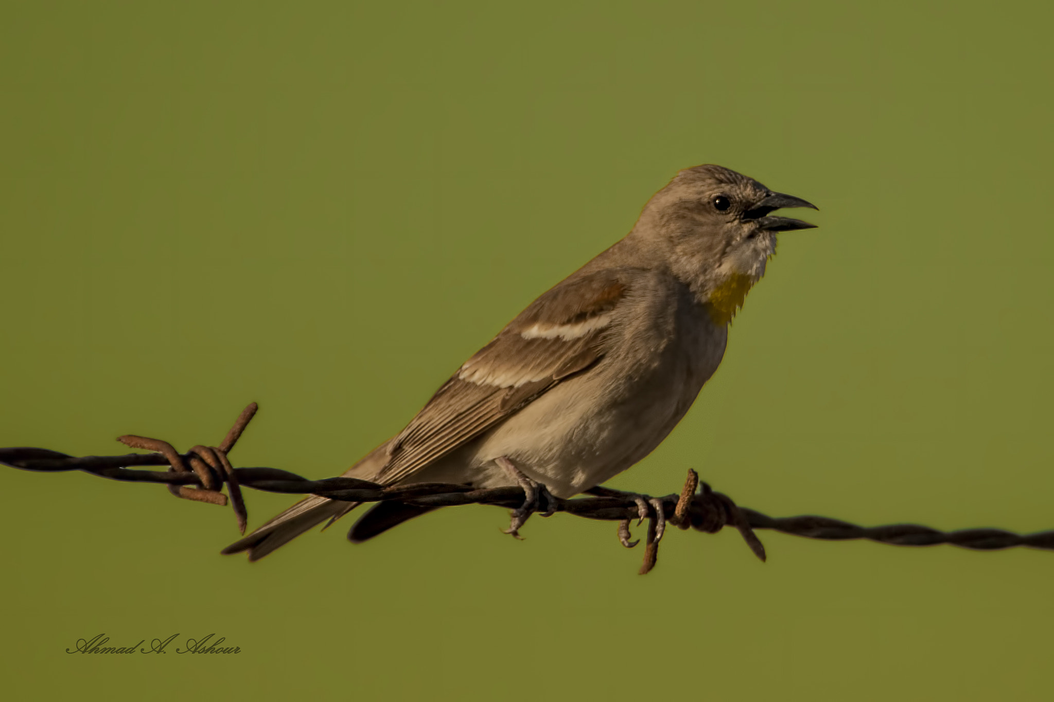 Nikon D3X sample photo. Yellow thoated sparrow.  photography
