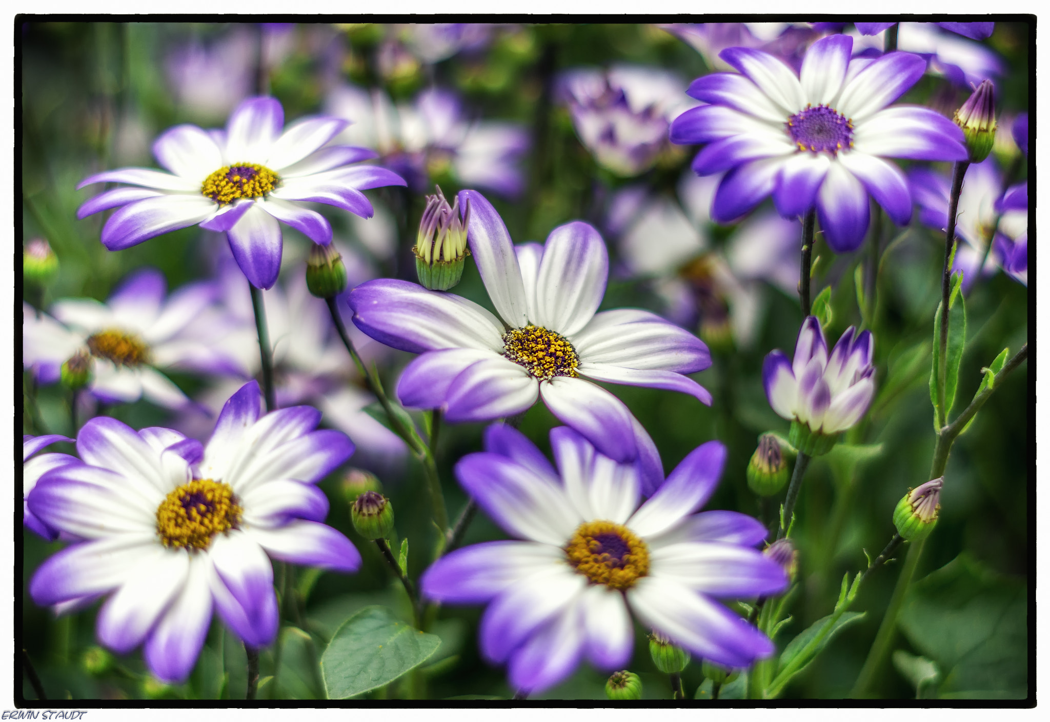 Pentax K-x + Pentax smc DA 50mm F1.8 sample photo. Prince purple beauties photography