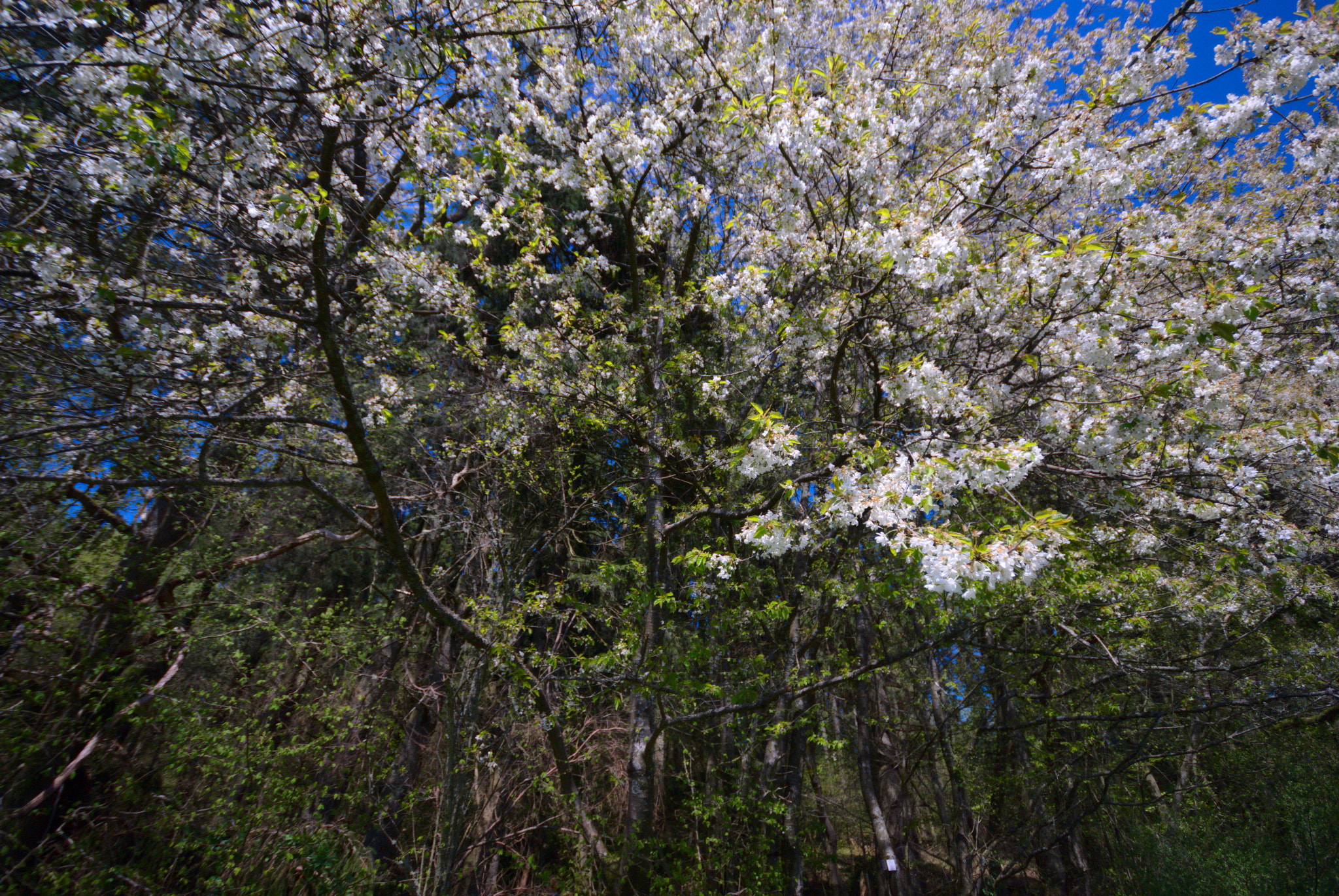 Sigma 10-20mm F4-5.6 EX DC HSM sample photo. Spring photography