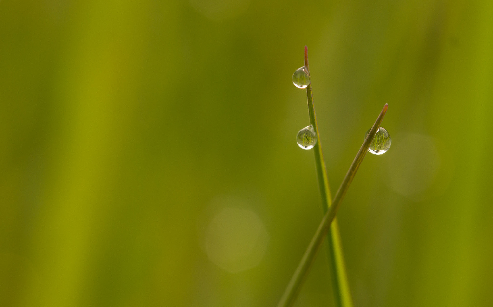 Sony SLT-A65 (SLT-A65V) sample photo. Druppel photography