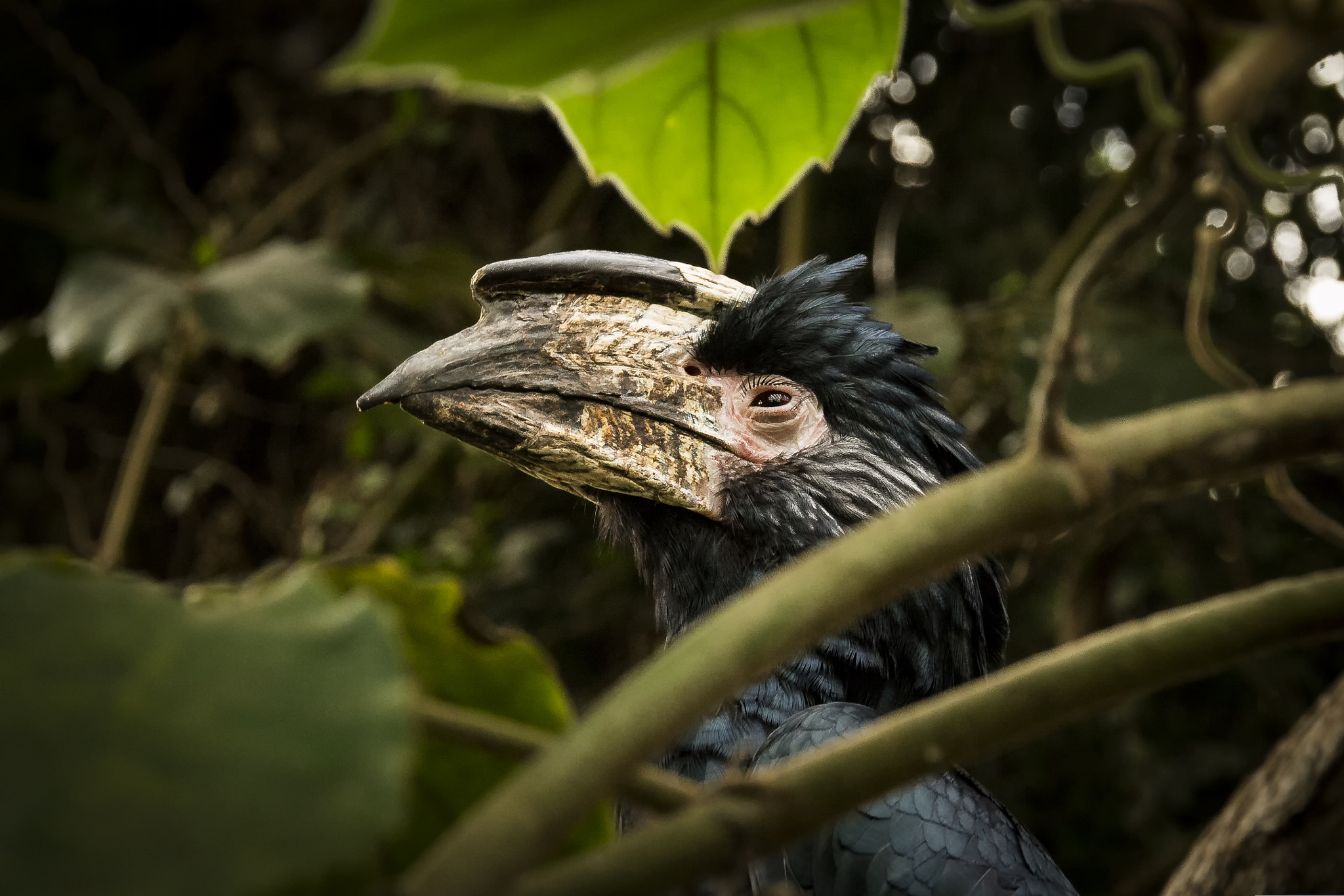 Sigma 24-105mm f/4 DG OS HSM | A sample photo. Bird photography