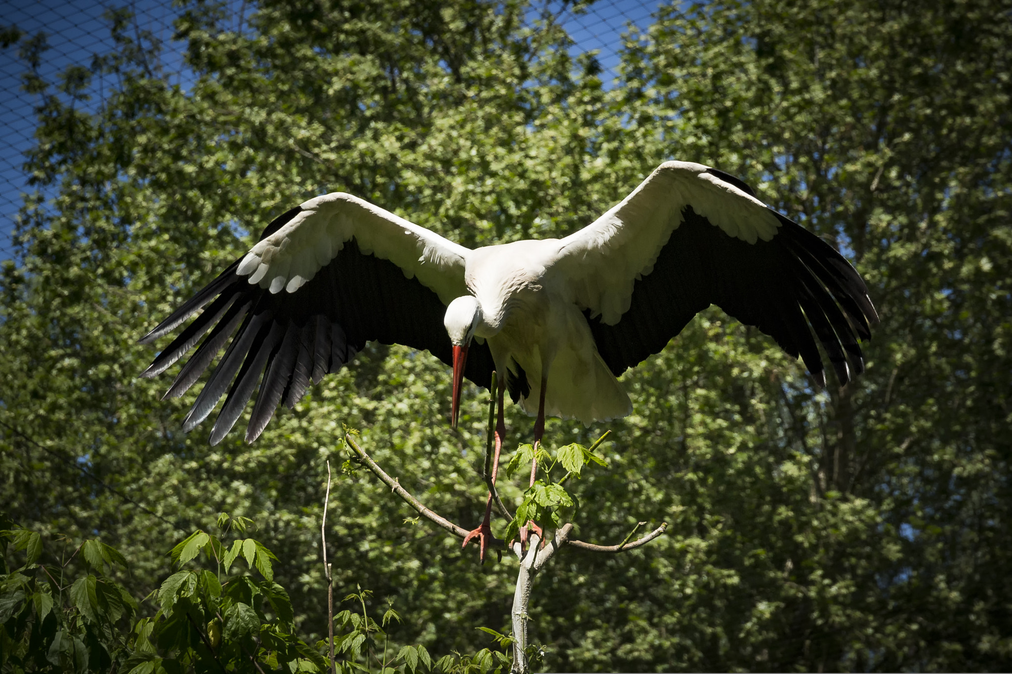 Sigma 24-105mm f/4 DG OS HSM | A sample photo. Bird photography