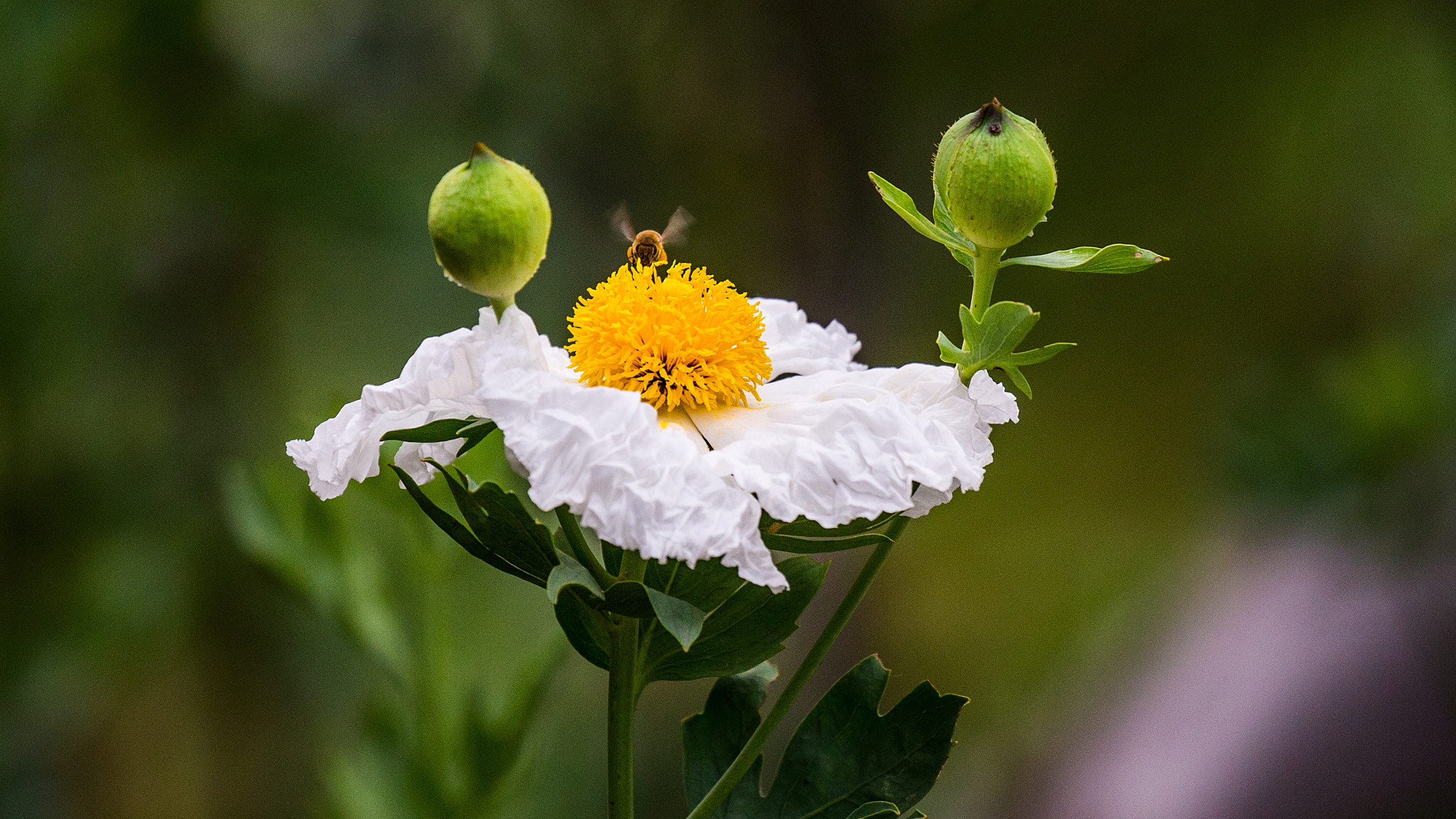 Canon EF 100-400mm F4.5-5.6L IS II USM sample photo. Bee photography
