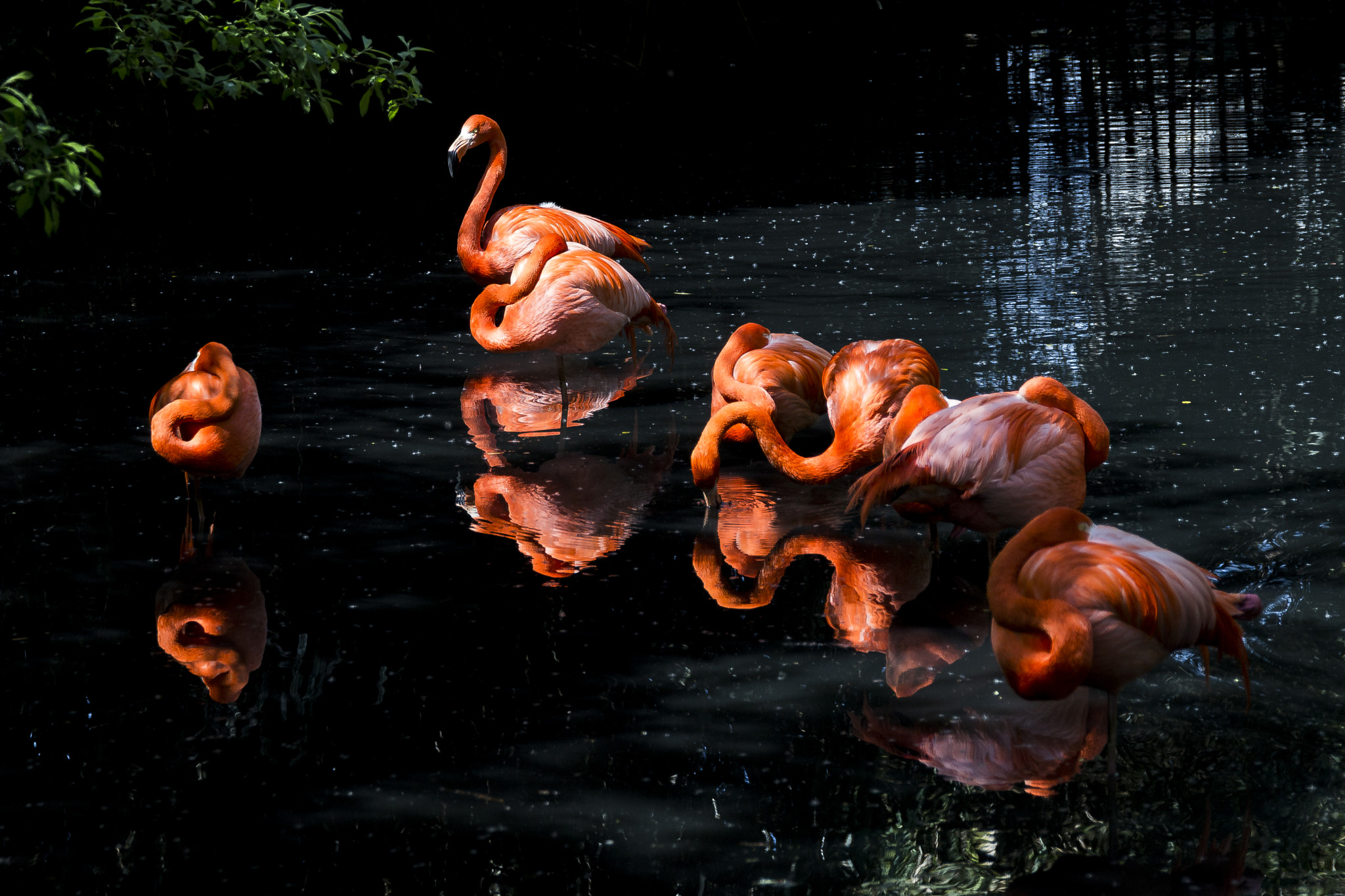 Sigma 24-105mm f/4 DG OS HSM | A sample photo. Bird photography