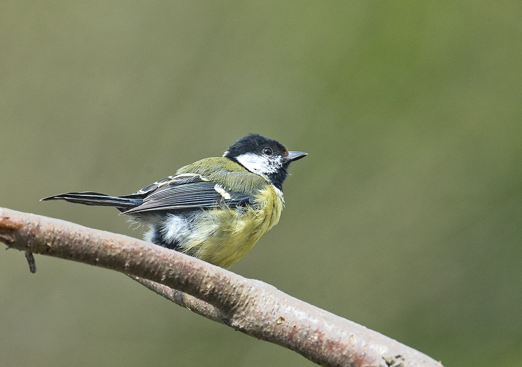 Nikon AF-S Nikkor 600mm F4D ED-IF II sample photo. Great tit photography