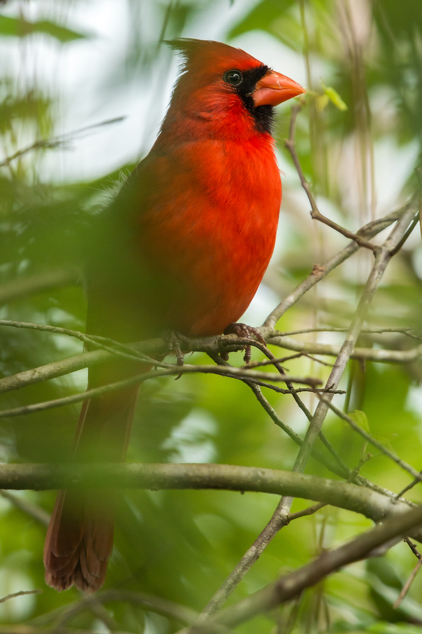 Nikon Nikkor AF-S 300mm F4E PF ED VR sample photo. Northern cardinal (cardinalis cardinalis) photography