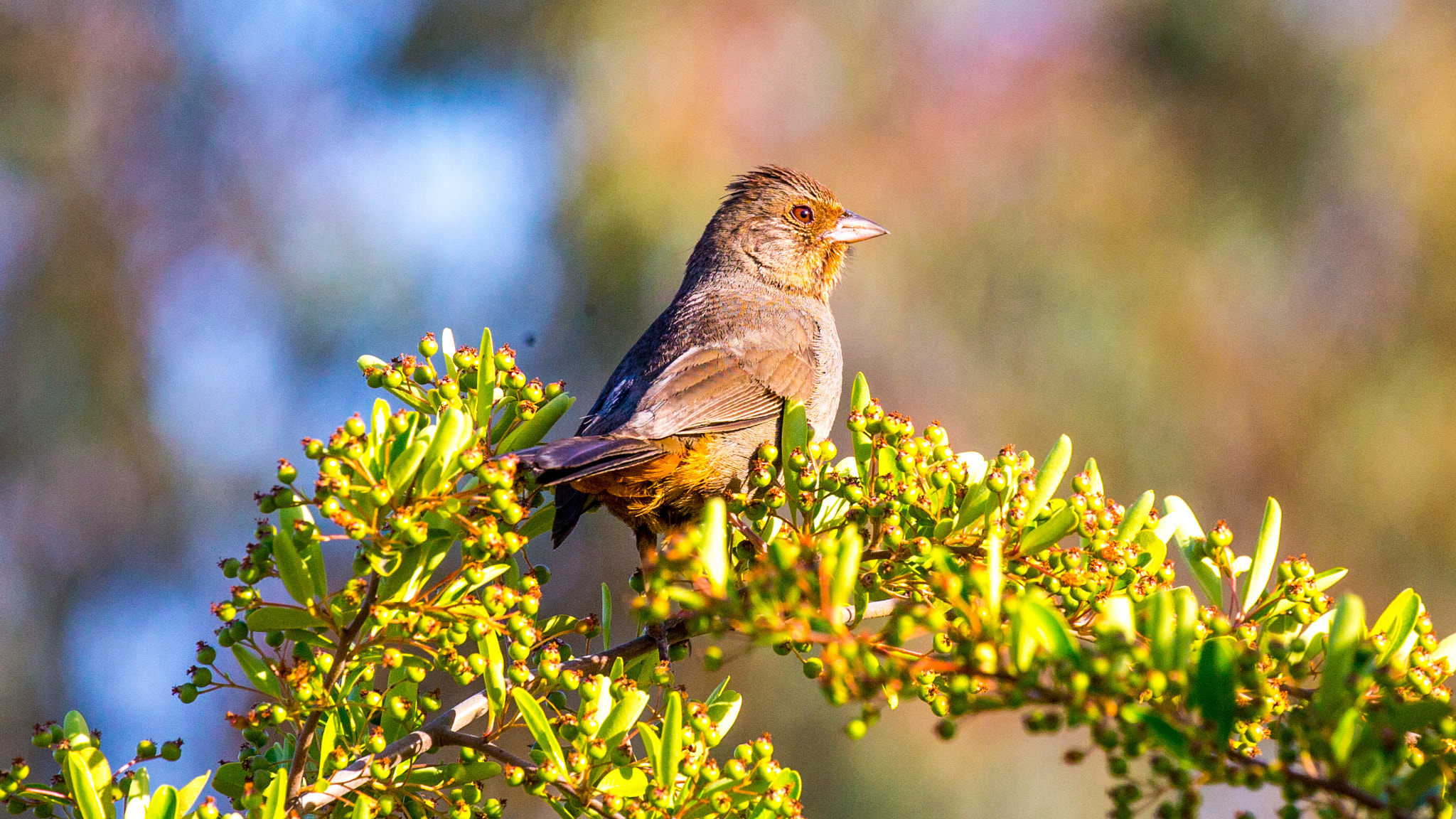 Canon EF 100-400mm F4.5-5.6L IS II USM sample photo. California towhee photography