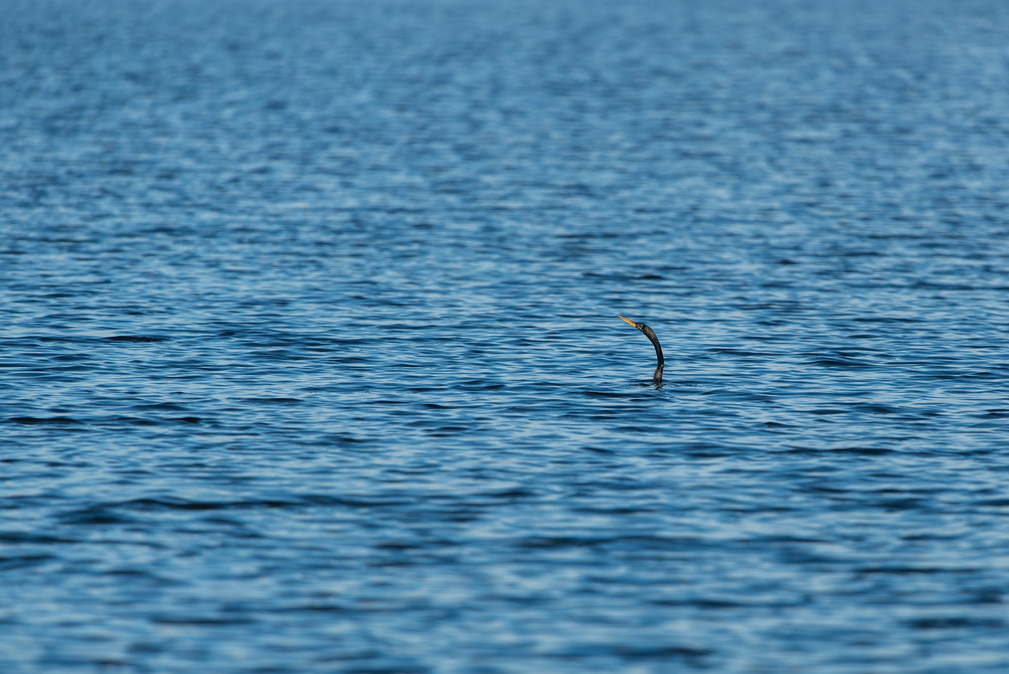 Nikon Nikkor AF-S 300mm F4E PF ED VR sample photo. Loch ness monster photography