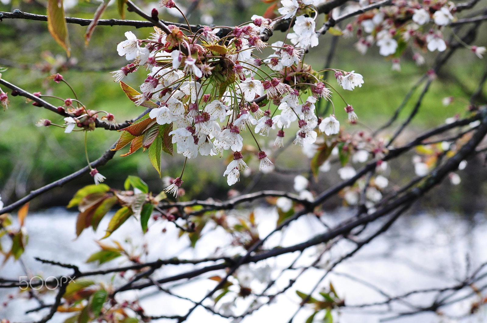 Nikon D90 + AF Nikkor 70-210mm f/4-5.6 sample photo. Spring in leeds photography