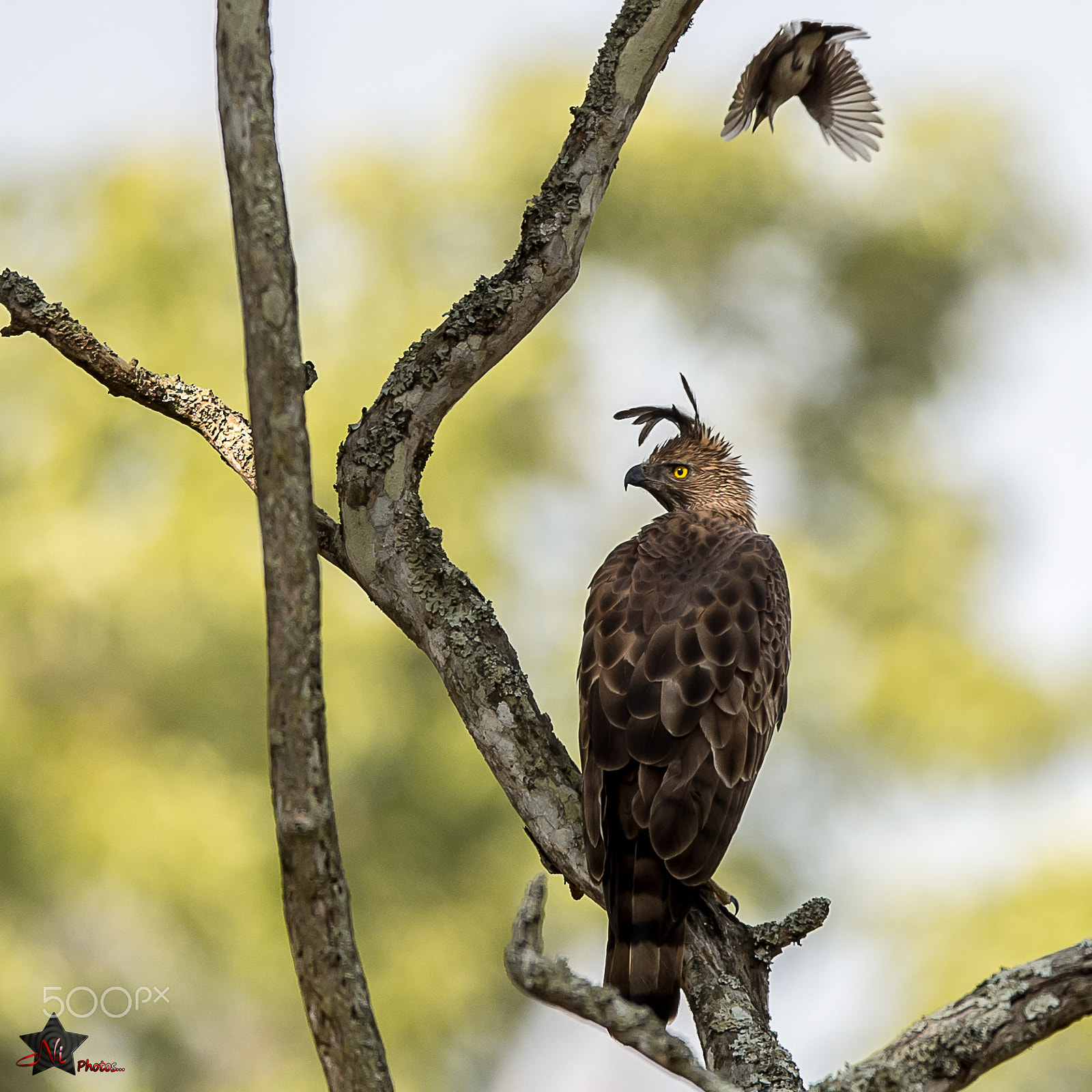 Nikon D5 sample photo. Changeable hawk-eagle_psn3503.jpg photography