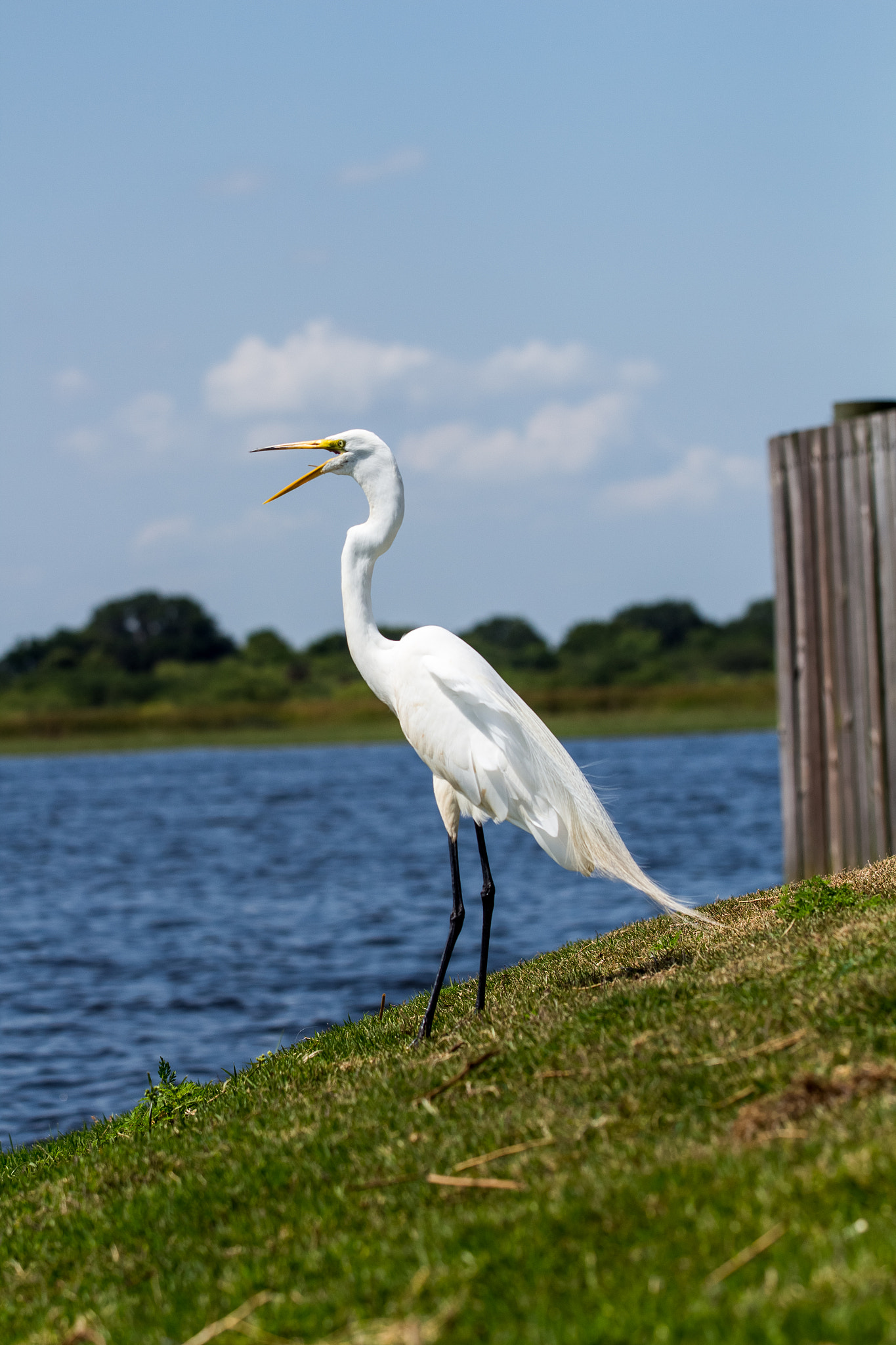 Canon EF 70-200mm F2.8L IS II USM sample photo. Egret in florida. photography