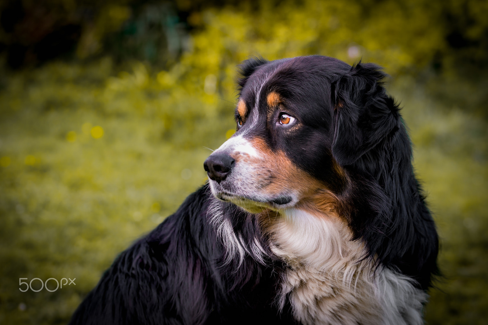Sony a99 II + 105mm F2.8 sample photo. Dreamer photography