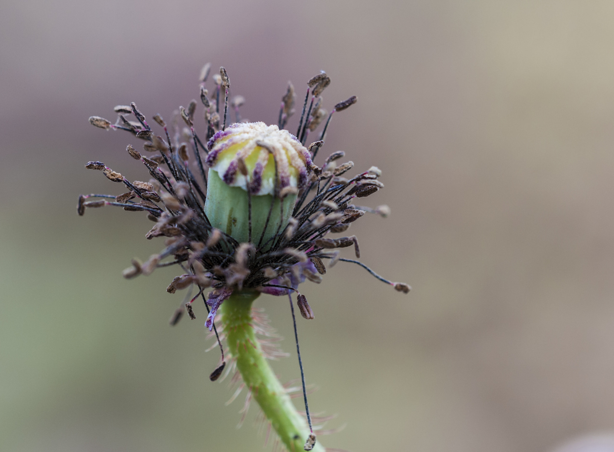 Sigma APO Macro 180mm F3.5 EX DG HSM sample photo. Un capullito photography