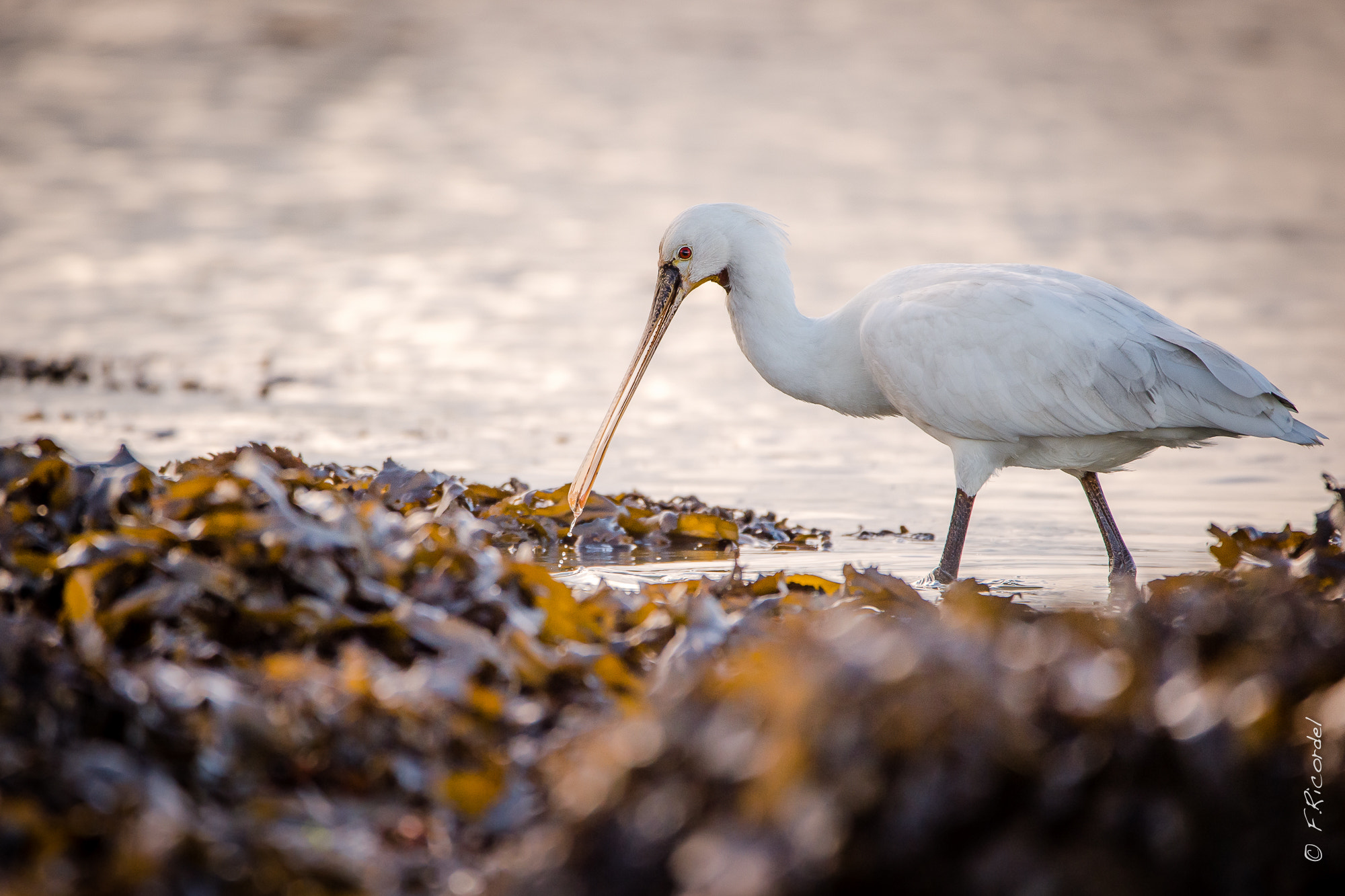 Sigma 150-600mm F5-6.3 DG OS HSM | C sample photo. Platalea leucorodia - spatule blanche photography