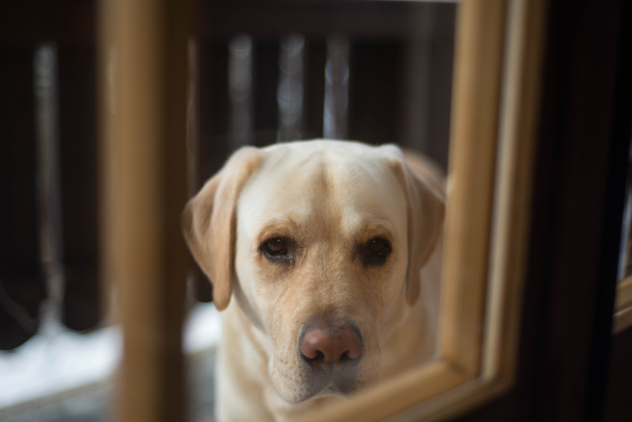 Nikon D600 + AF Nikkor 50mm f/1.8 sample photo. My labrador photography