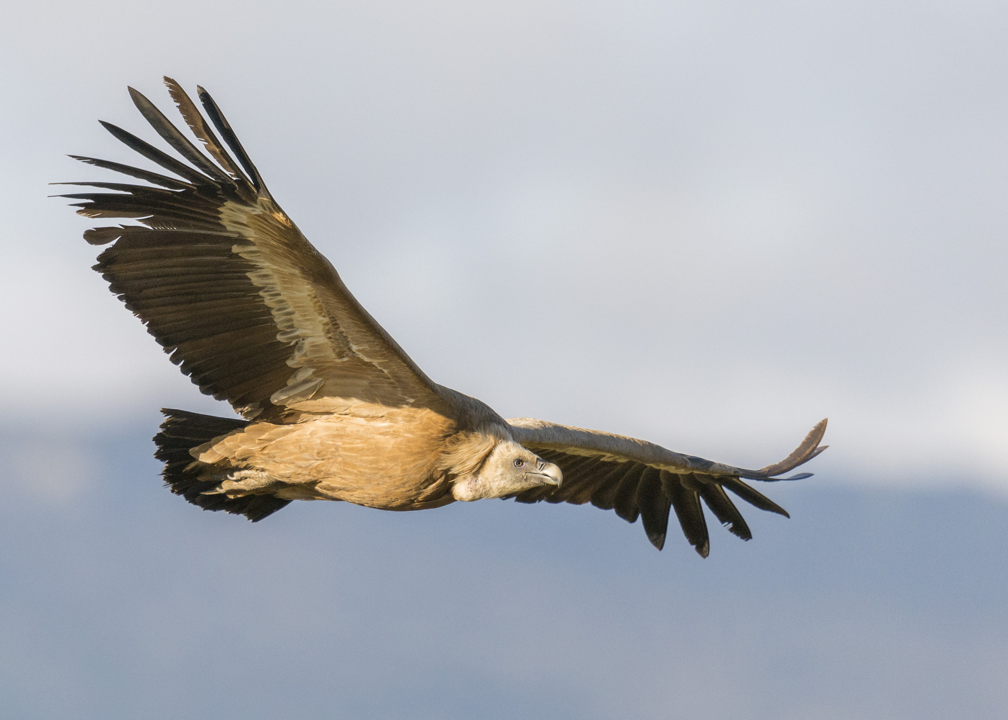 Nikon AF-S Nikkor 600mm F4G ED VR sample photo. Buitre leonado photography