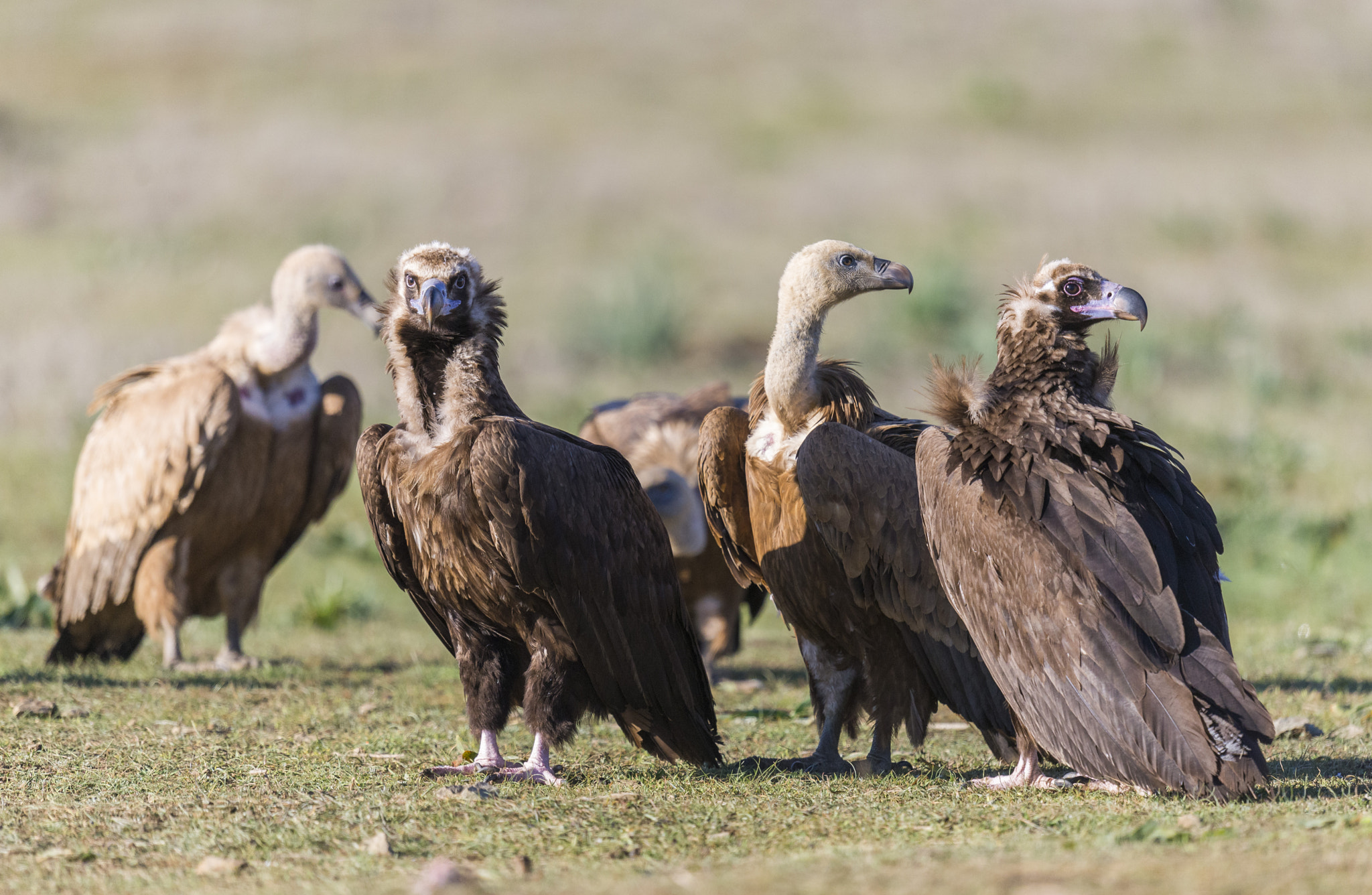 Nikon AF-S Nikkor 600mm F4G ED VR sample photo. Valle de alcudia ciudad real photography