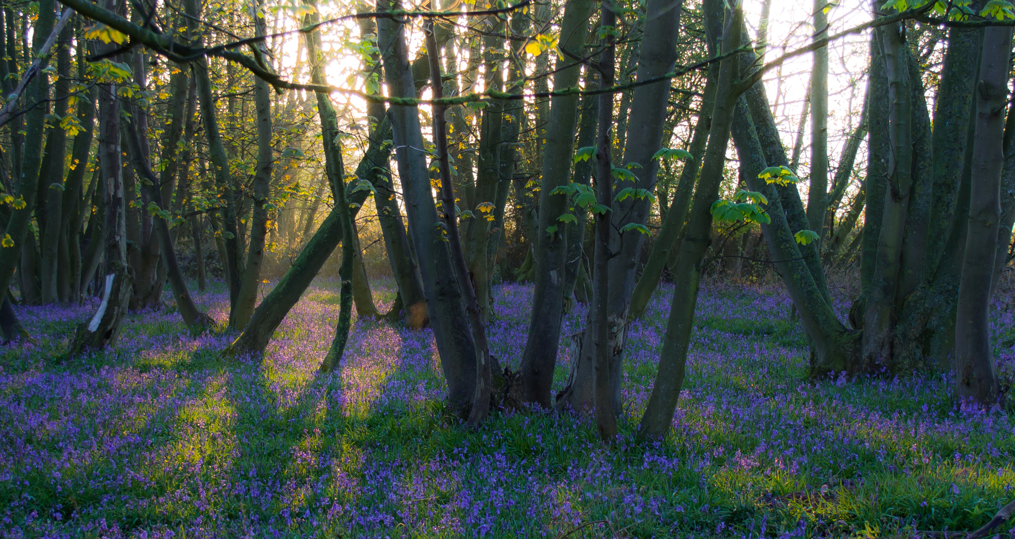 Canon EOS 700D (EOS Rebel T5i / EOS Kiss X7i) + Canon EF-S 18-55mm F3.5-5.6 sample photo. Bluebell wood (of ) photography