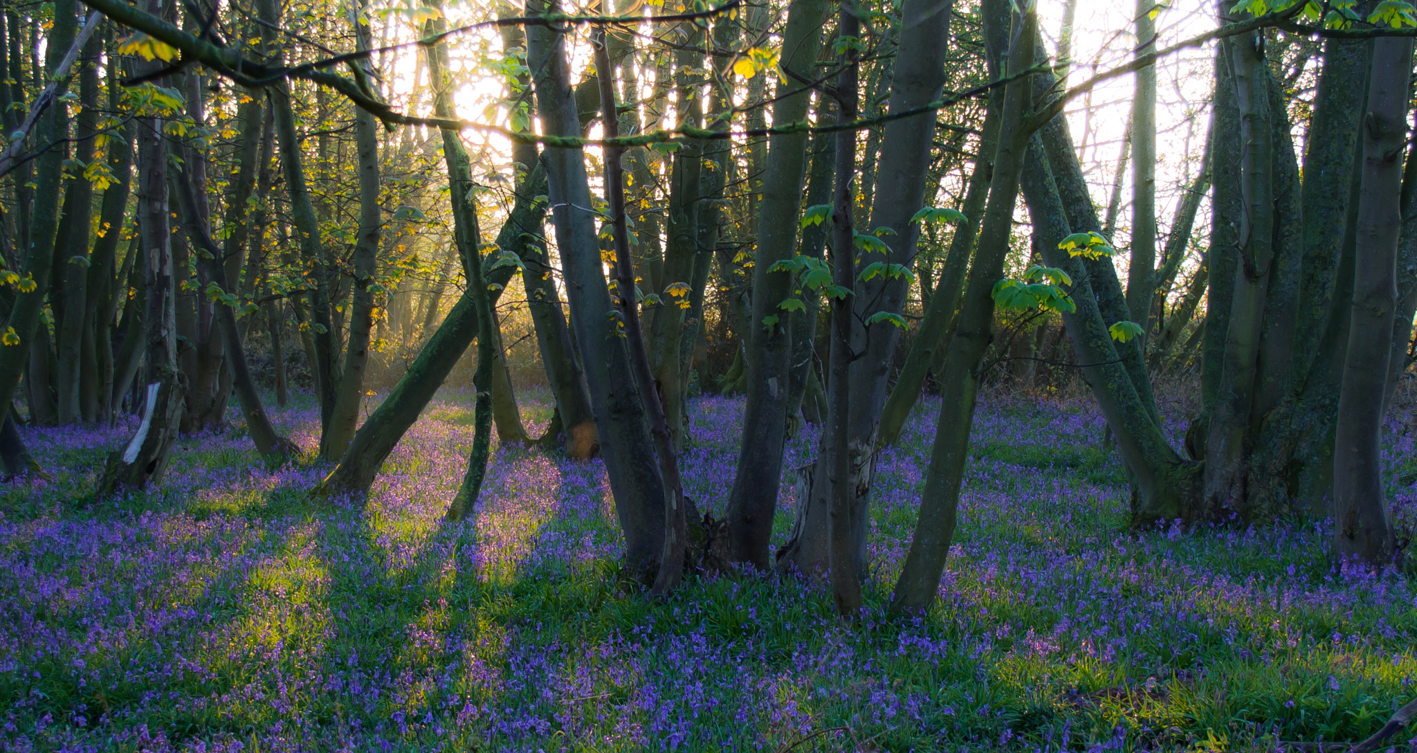 Canon EF-S 18-55mm F3.5-5.6 sample photo. Bluebell wood (of ) photography