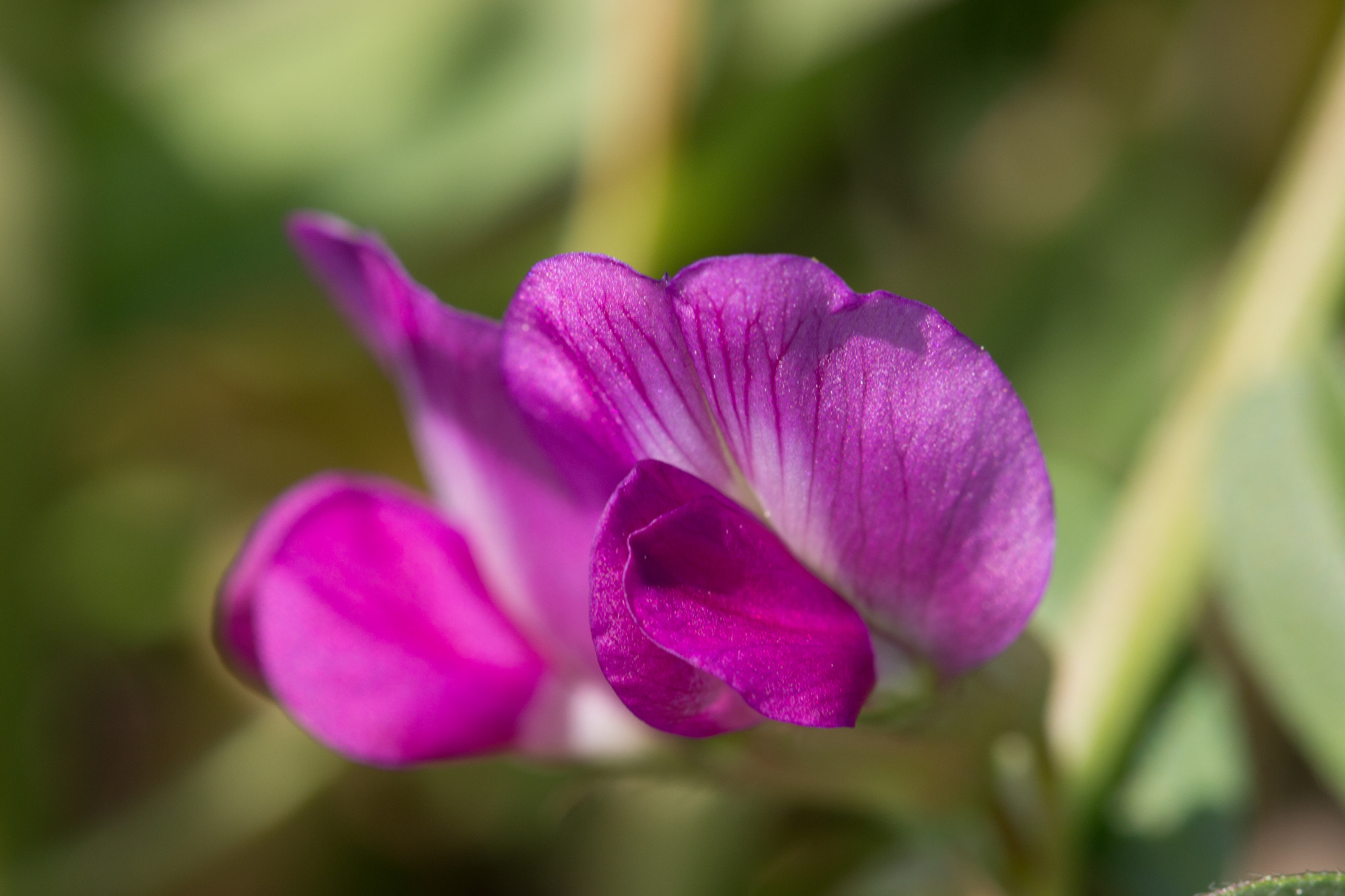 Canon EOS 100D (EOS Rebel SL1 / EOS Kiss X7) + Canon EF 100mm F2.8L Macro IS USM sample photo. Pink vetch photography