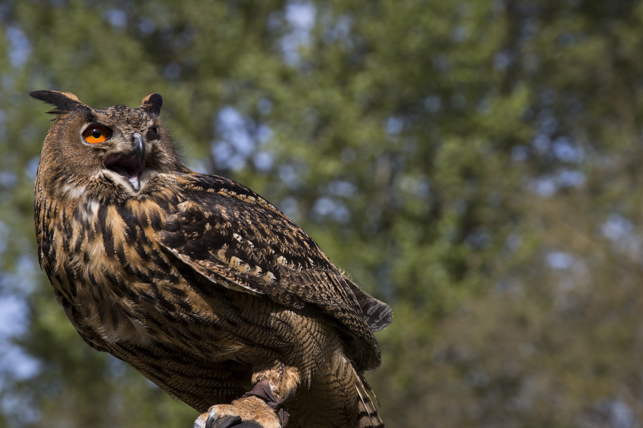 Sigma 24-105mm f/4 DG OS HSM | A sample photo. Eagle owl photography