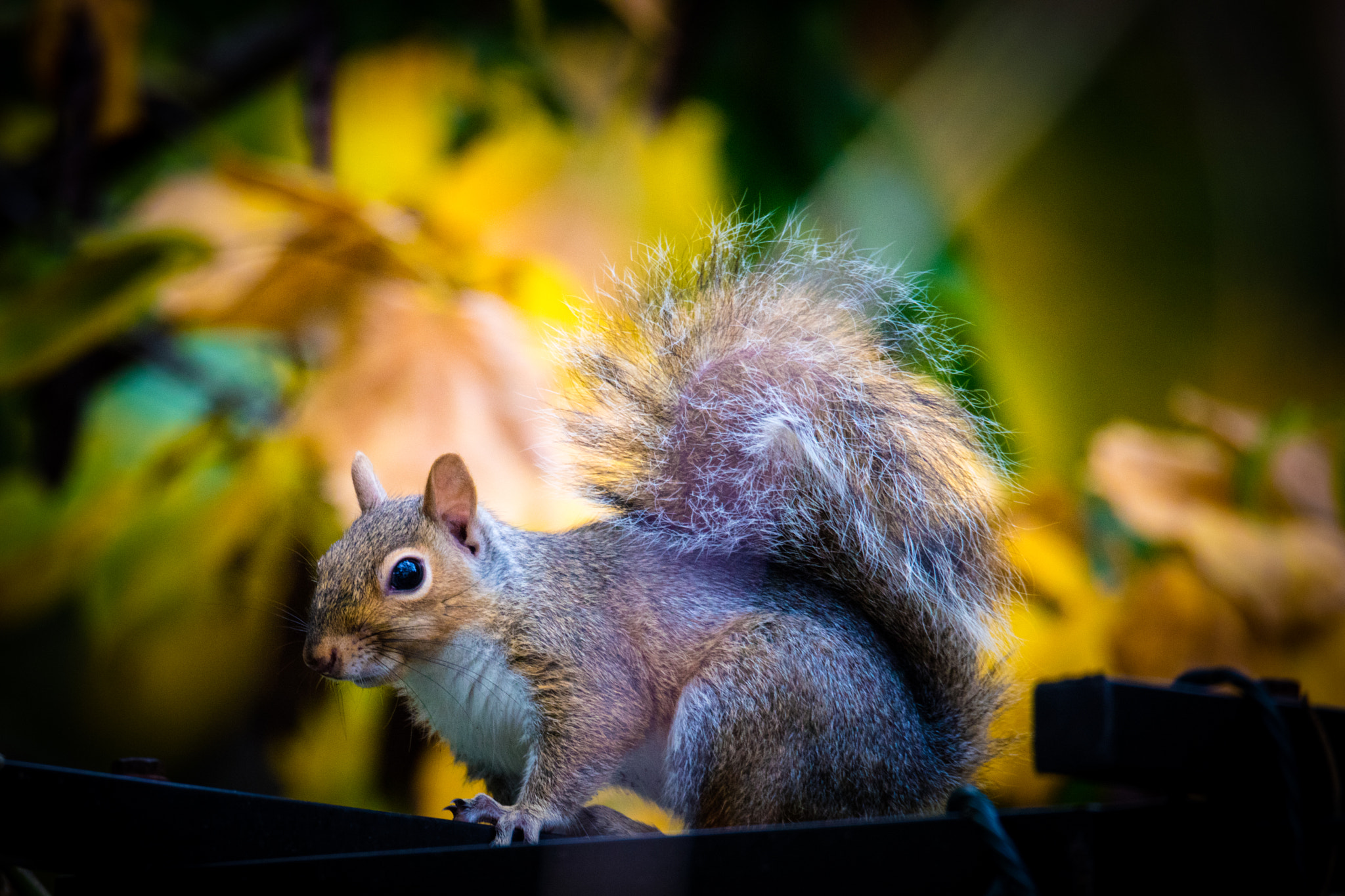 Sigma 150-600mm F5-6.3 DG OS HSM | C sample photo. Buddy photography