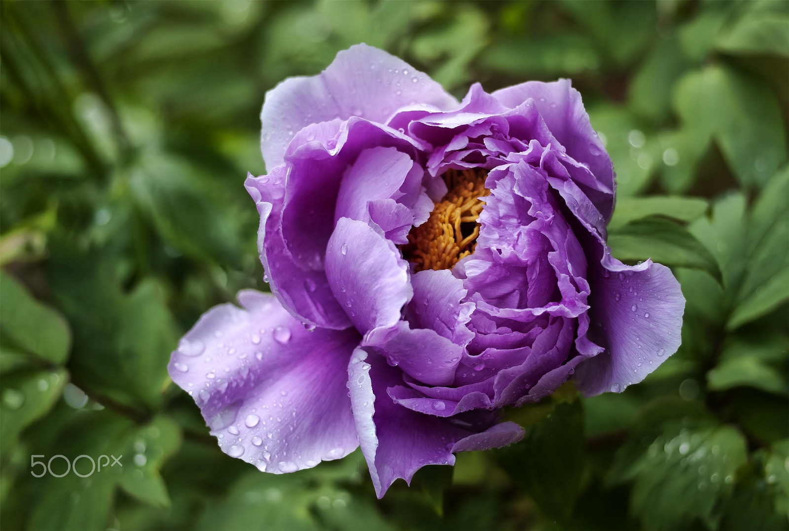 Nikon D300 + AF Micro-Nikkor 55mm f/2.8 sample photo. Peony after rain... photography